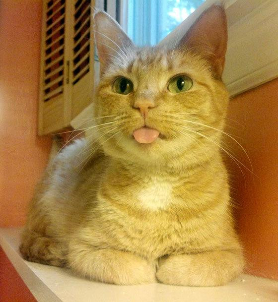 A ginger cat is sitting with its front paws folded in front of it. The cat is looking towards the camera with its tongue sticking out. The cat's fur is a light orange color. The cat is sitting on a white surface with a pink wall behind it.