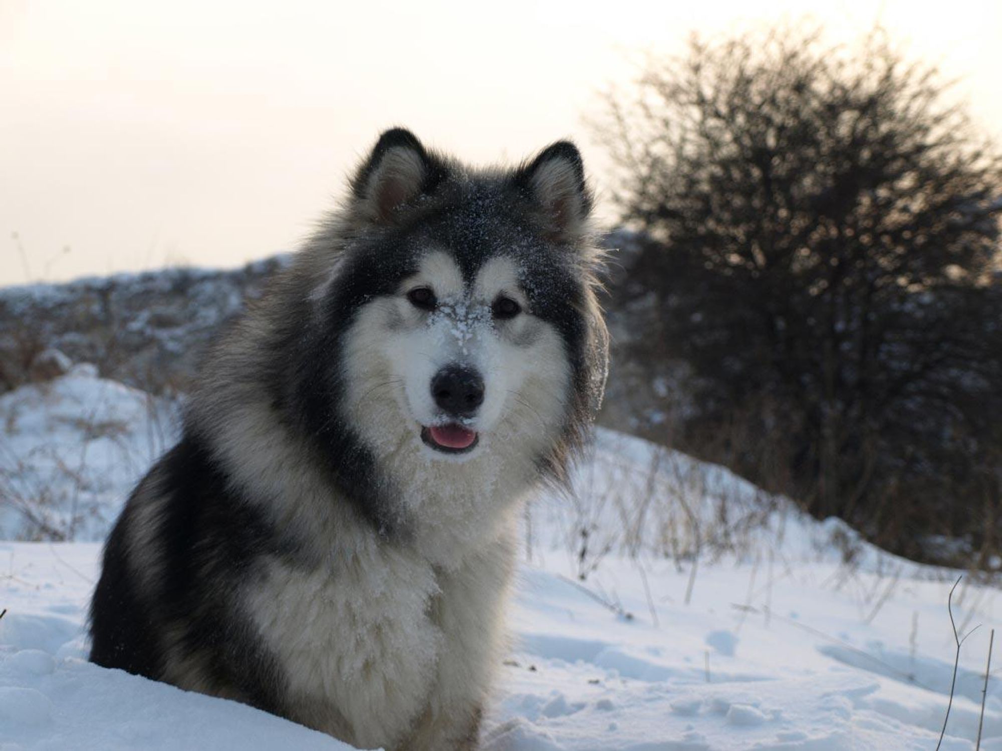 A fluffy black and white dog with a snowy nose sits in a field of snow. It is looking directly at the camera with a slight smile. The dog's fur is covered in a light dusting of snow.  There is a bush in the background with a soft focus.