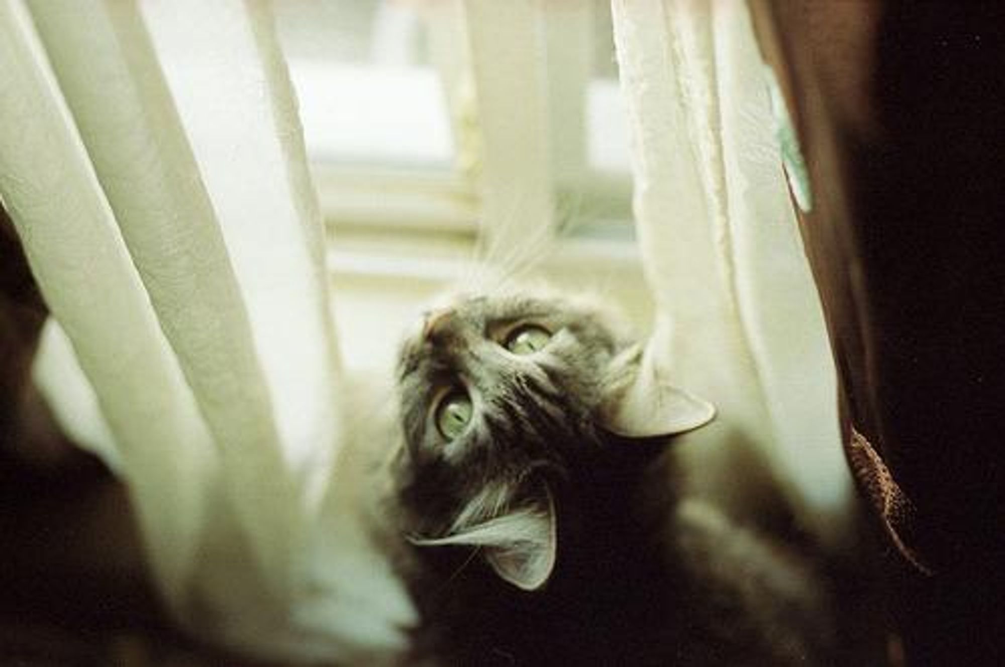 A cat's head peeks out from behind a white curtain, looking directly at the camera with wide, curious eyes. Its body is mostly obscured from view, but its grey fur is visible around its head and ears. The background is out of focus, but it appears to be a window and a wall.