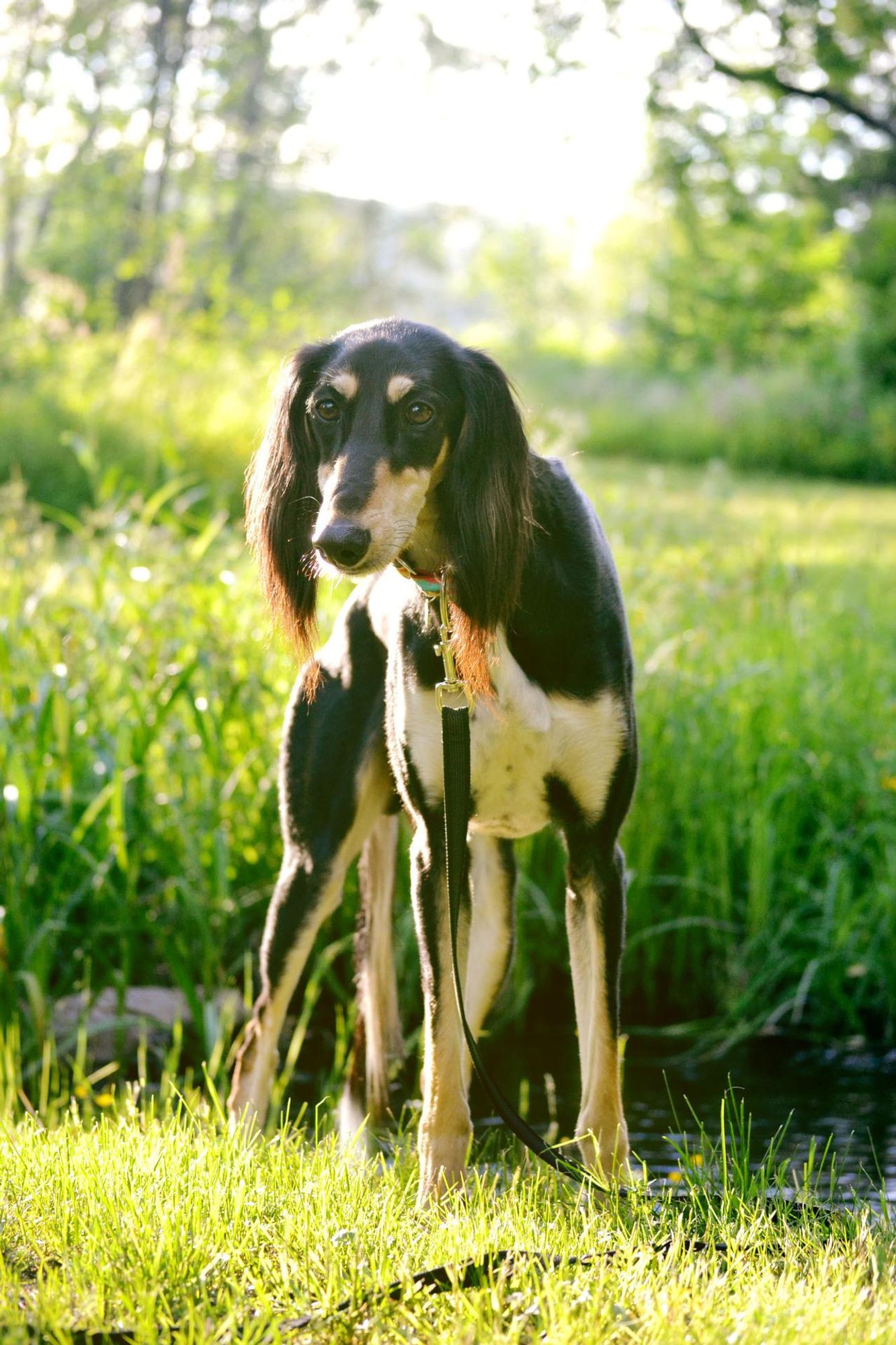 A black and white dog with long legs and long ears stands in a grassy field. The dog is looking off to the side, and it has a black leash attached to its collar.  The dog appears to be standing in a field with long green grass and tall green trees in the background.