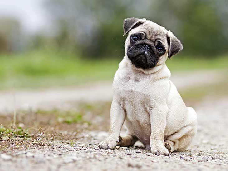 A light brown pug sits on a gravel path looking at the camera with a curious expression. It has black fur around its eyes and a slightly wrinkled face. The background is out of focus, showing green grass and a dirt path.