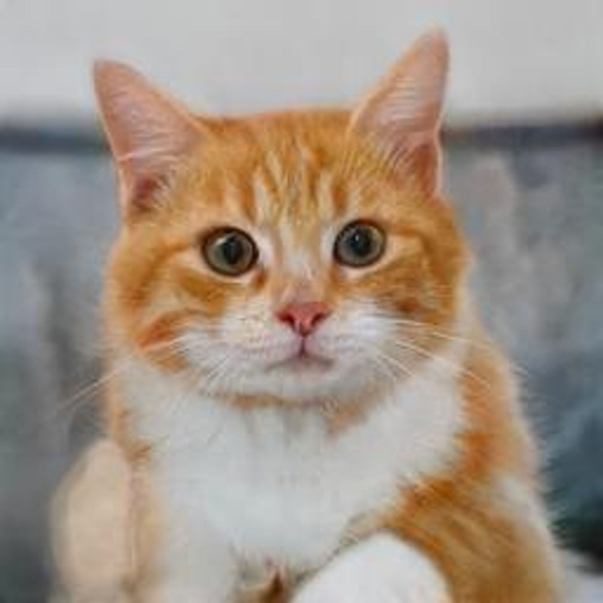 A close up photo of a ginger cat with white paws and a white chest. The cat is looking at the camera with large green eyes.