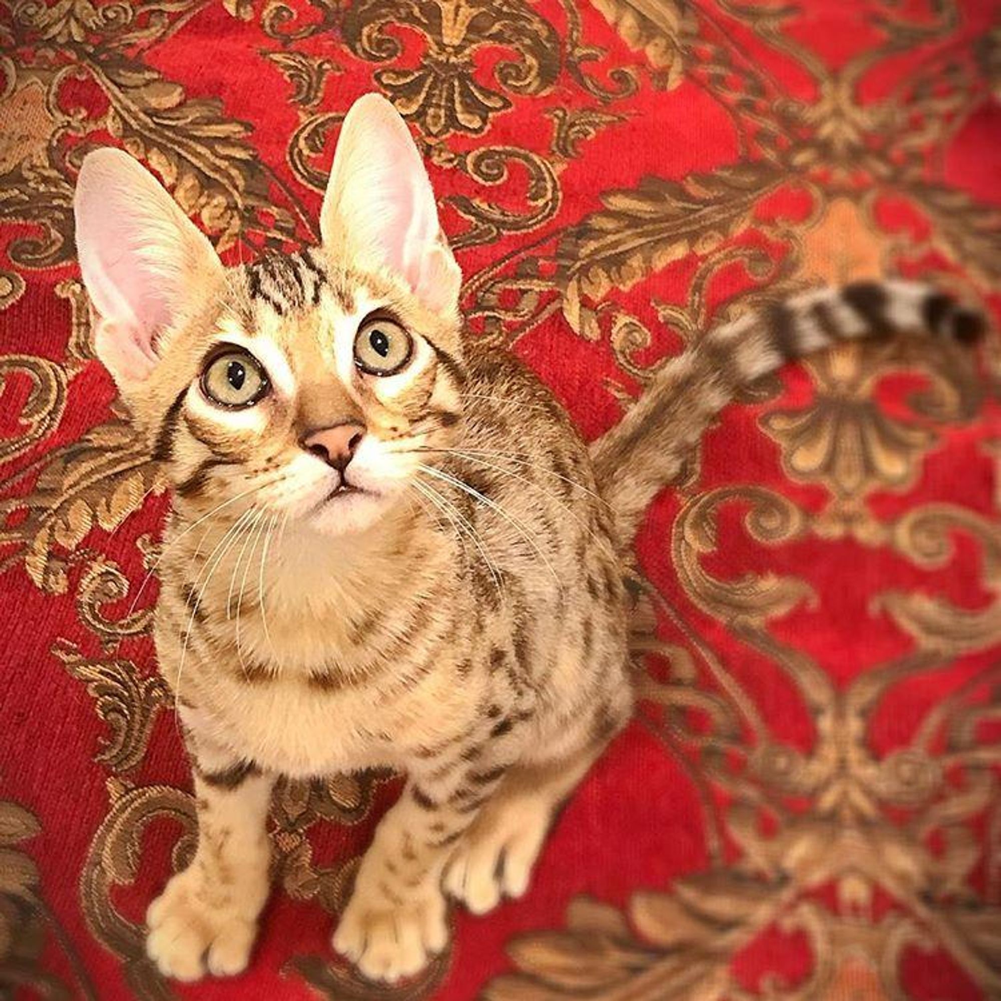 A brown tabby cat sits on a red and gold patterned couch, looking up with wide, curious eyes. Its tail is curled around its body.