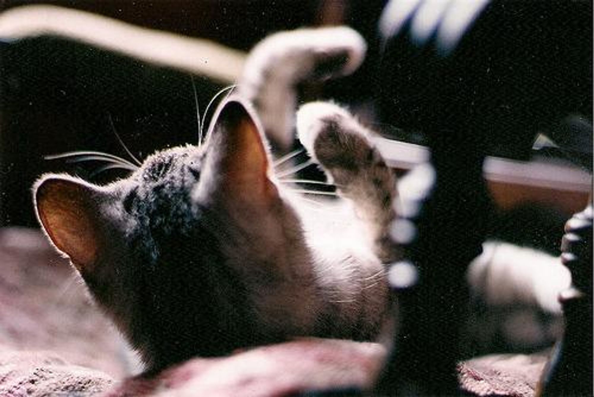 A close-up of a grey tabby cat's face. The cat is laying on its side with its back to the camera. Its head is turned slightly towards the camera and its eyes are closed. The cat is lying on a soft, brown surface. The cat looks relaxed and content.