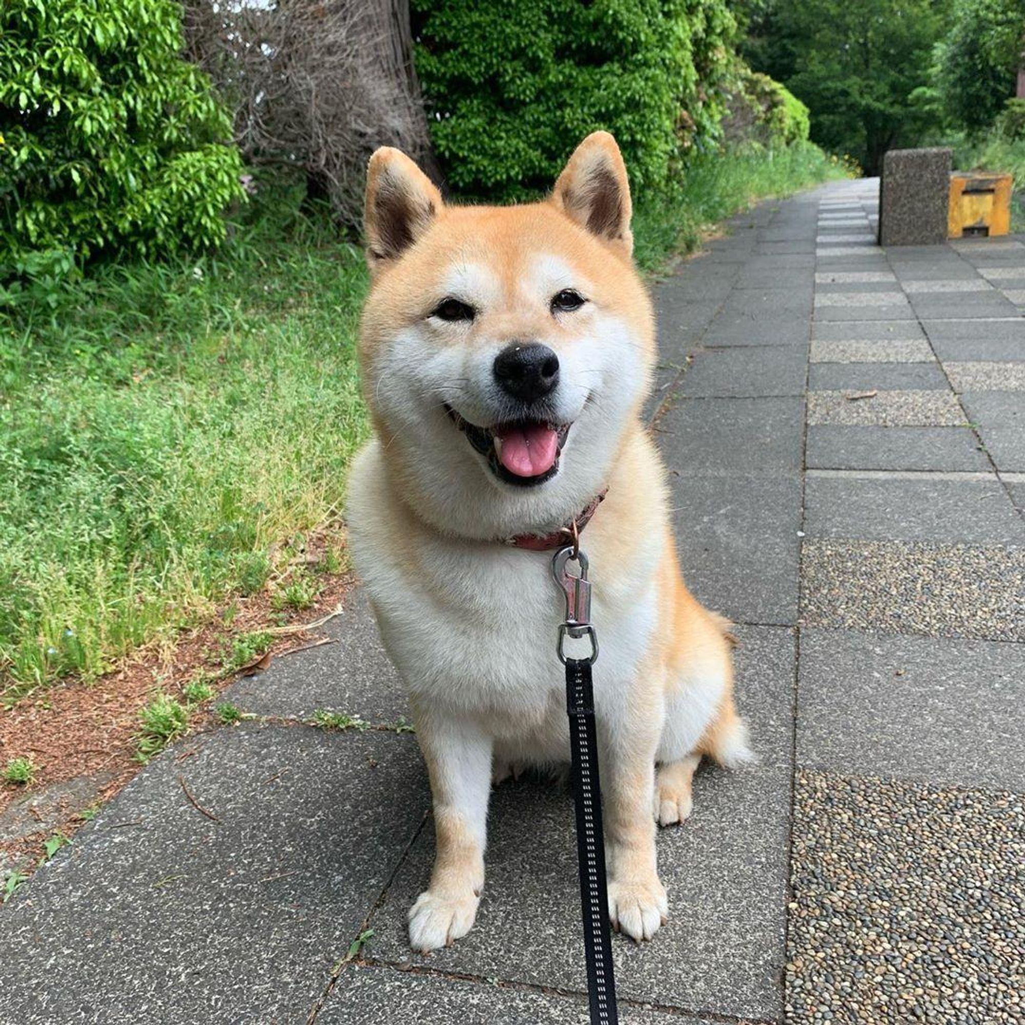 A Shiba Inu dog with a red collar and black leash sits on a gray sidewalk, looking up and smiling at the camera. There is green grass and trees on either side of the sidewalk.