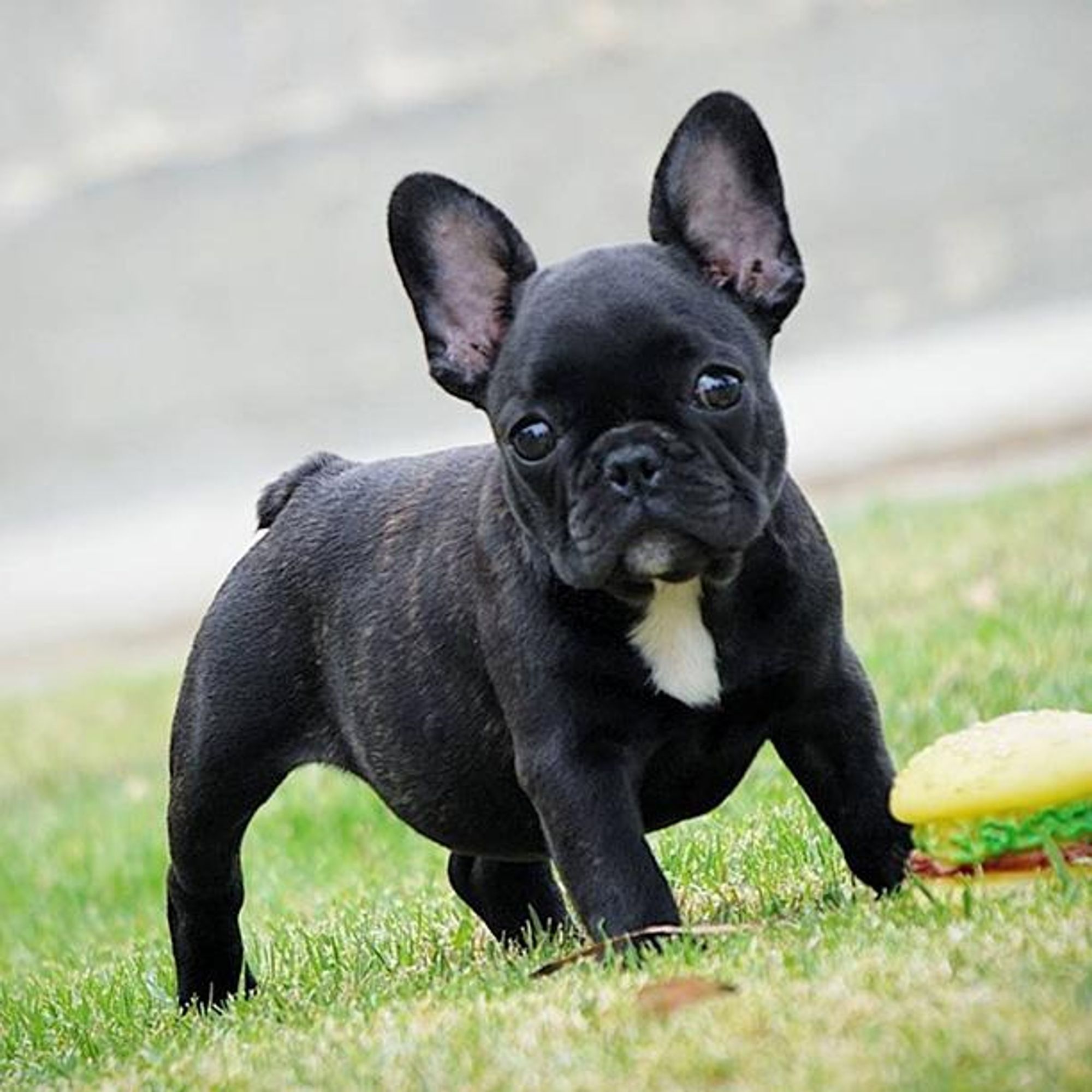 A black and brindle French Bulldog puppy is standing on grass in front of a toy hamburger. The puppy's eyes are wide and it's looking directly at the camera.  The puppy is standing on its back legs and has its front paws raised. The background is blurred and green.