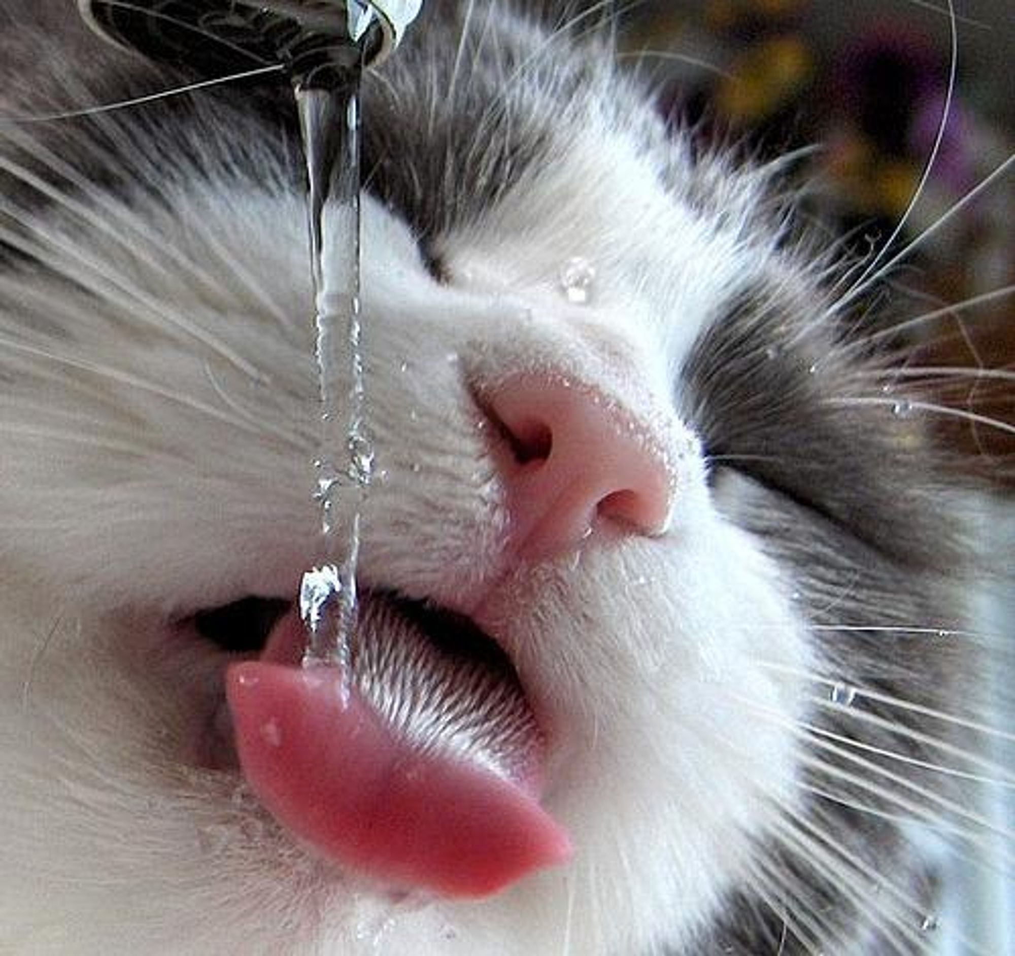 A close up of a cat drinking water from a tap. The cat's tongue is out and it's looking up at the water.