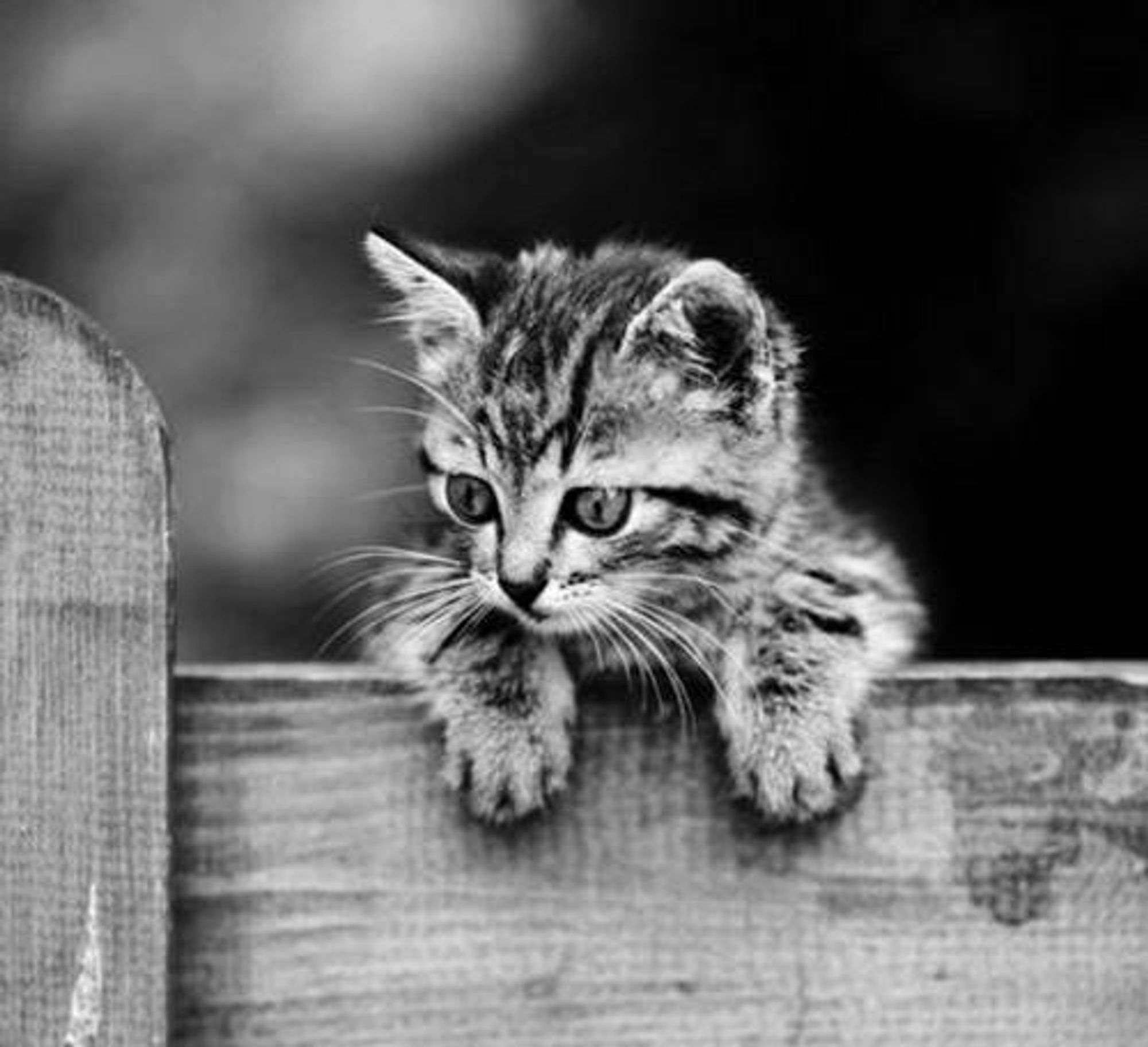 A black and white photo of a kitten looking sad and serious, peering over a wooden fence. It's paw is resting on the fence.