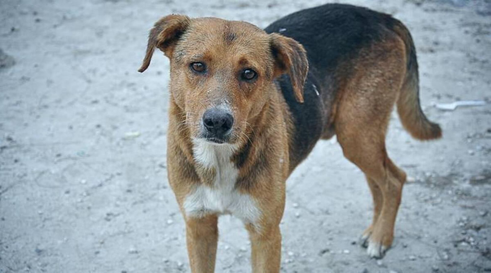 A brown and black dog stands on a gravel path with its tongue sticking out. The dog looks directly at the camera with a soft expression on its face.