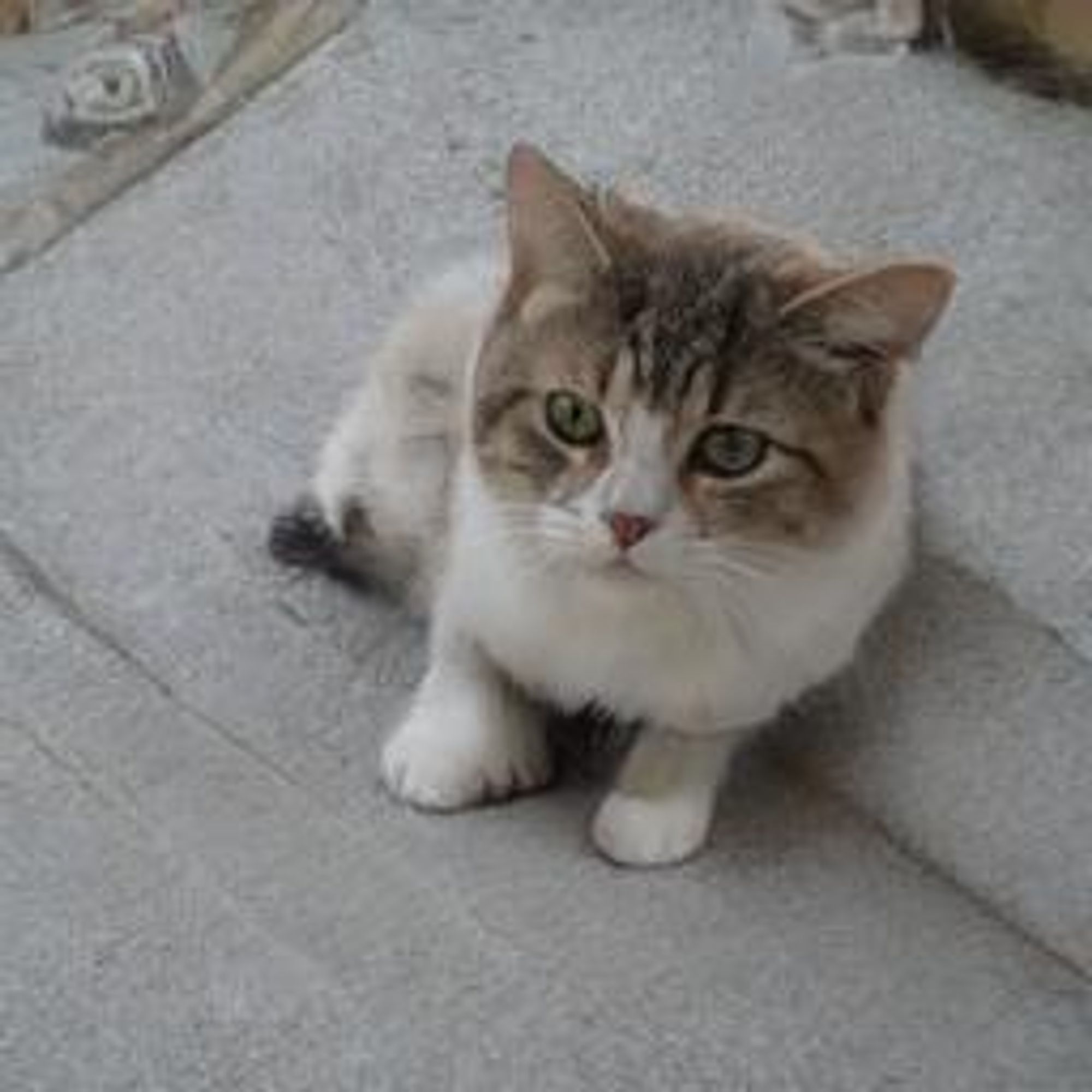 A cute, white and tabby cat with green eyes is sitting on a concrete step, looking at the camera with a curious expression.