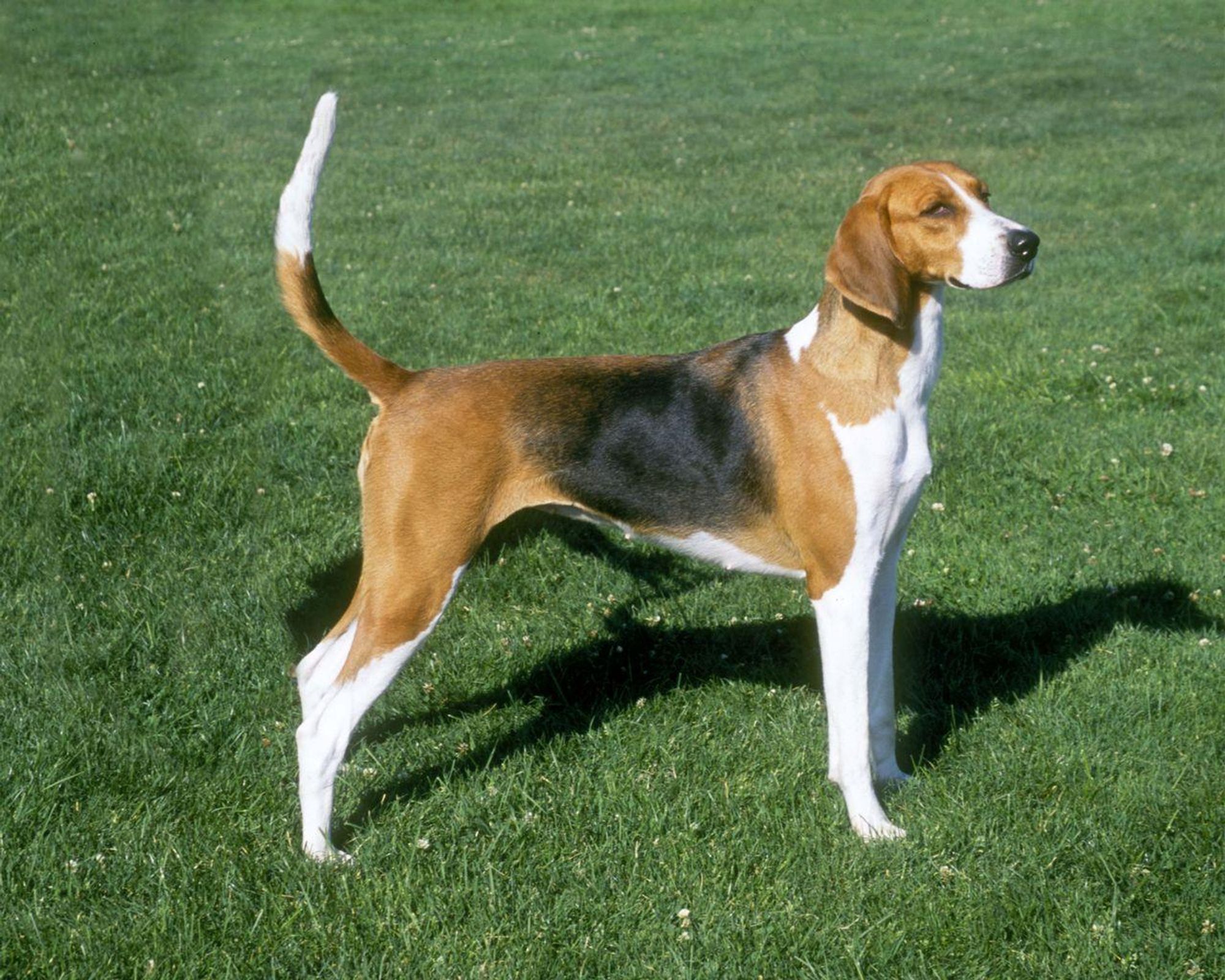 A brown and white dog with a long tail stands in a grassy field with a relaxed expression on its face.