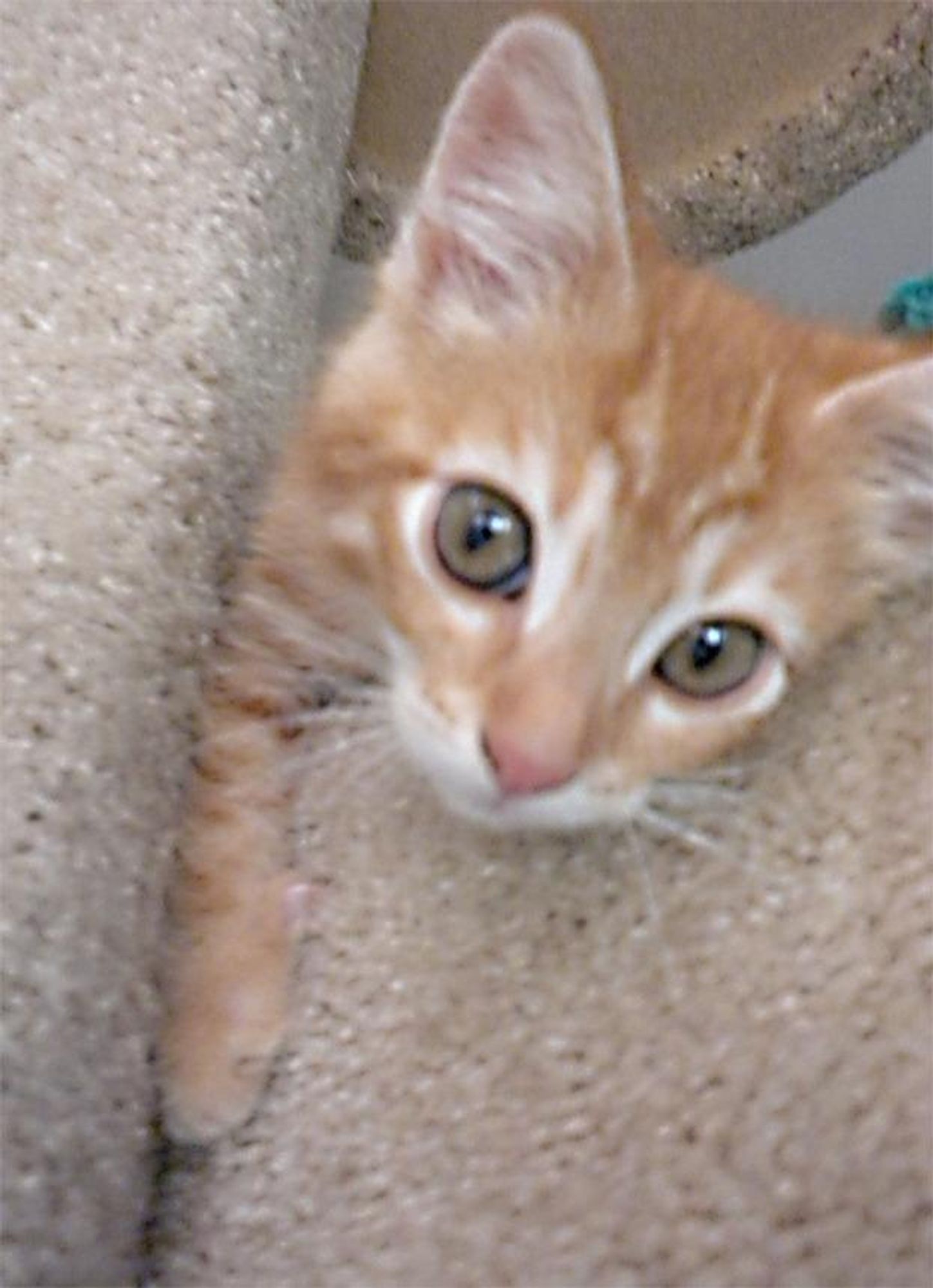 A close-up photo of an orange tabby cat peering out from behind a fluffy, tan fabric, with large ears that are slightly pointed up. The cat's facial expression is one of curiosity and alertness.