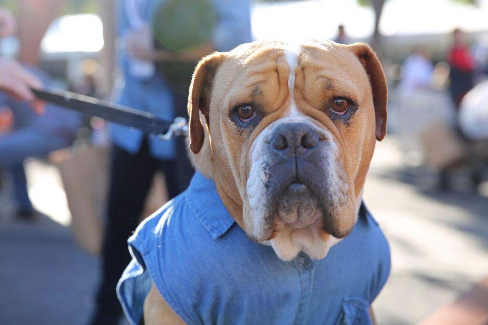 A brown and white bulldog wearing a blue denim button-up shirt is looking at the camera. The dog is wearing a leash and is standing outside on a sunny day.