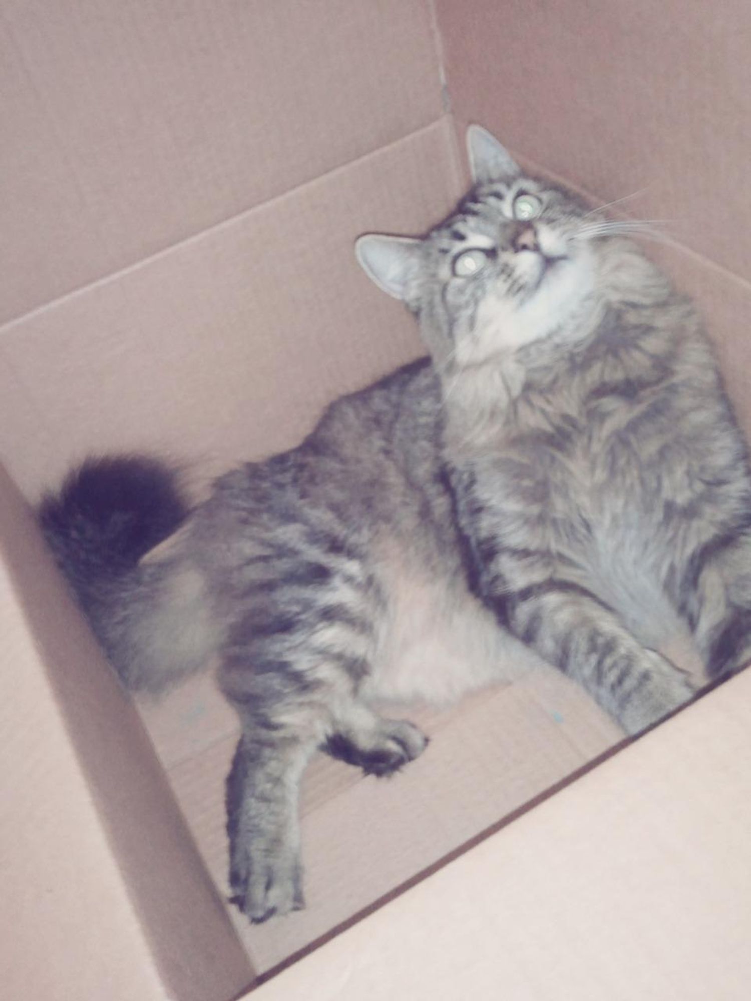 A cat is sitting in a cardboard box, looking up with its mouth slightly open. The cat is grey and tabby, with a fluffy tail.