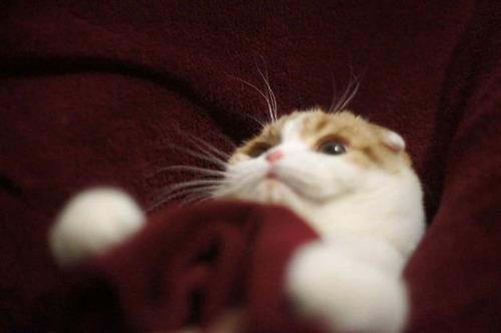 A close-up of a white and orange cat with a small, round face looking at the camera with its mouth slightly open. The cat is lying in a dark red blanket and its paws are visible in the foreground.