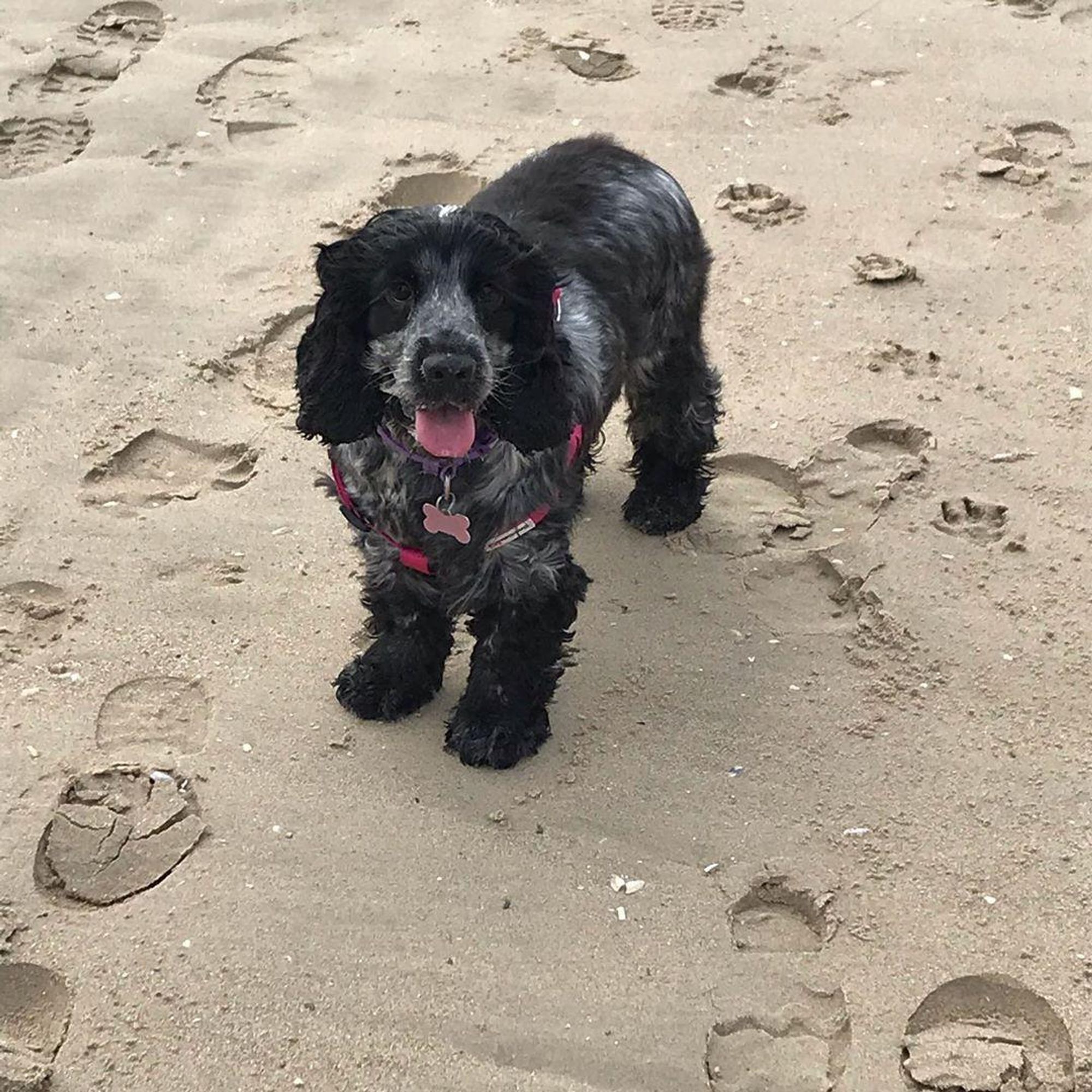 A black and white cocker spaniel stands on a sandy beach, looking directly at the camera with its tongue sticking out. The dog is wearing a pink harness and a purple collar with a tag. The sand is marked with several sets of footprints.