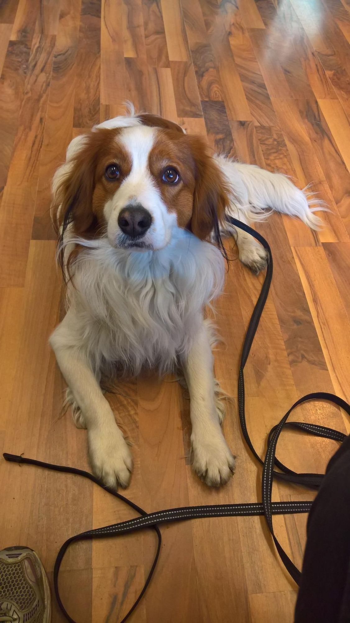 A brown and white dog sits on a wooden floor with a leash on, the dog has a confused look on its face as it stares at the leash. The leash is coiled in front of the dog,  a foot is visible at the bottom of the picture.