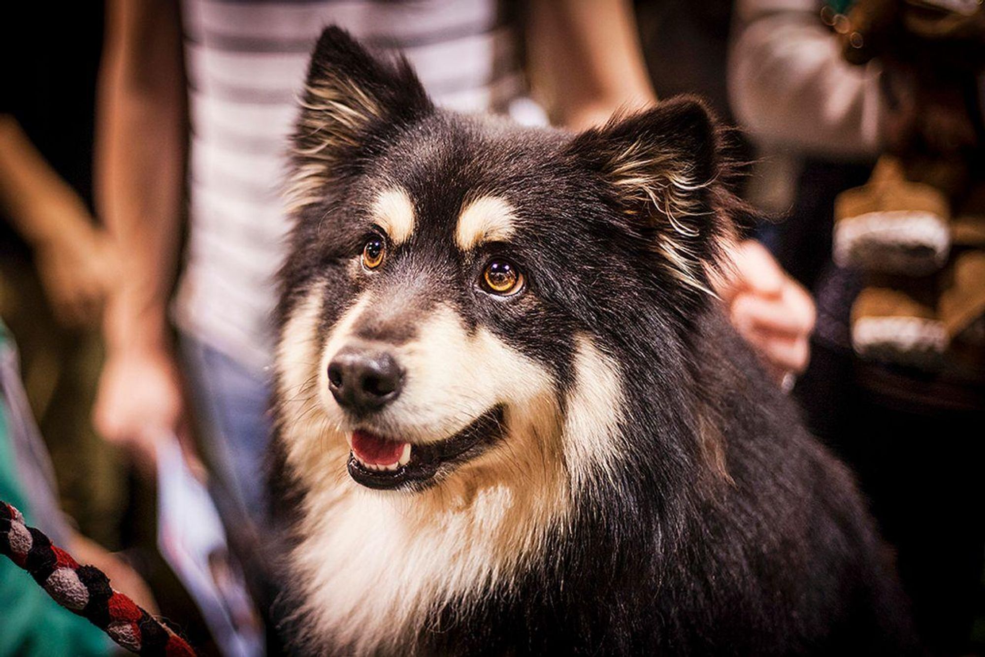 A close-up portrait of a black and white dog with fluffy fur and big brown eyes. The dog is looking to the right of the frame, its mouth slightly open and showing its teeth. The dog is standing in front of a blurred background.