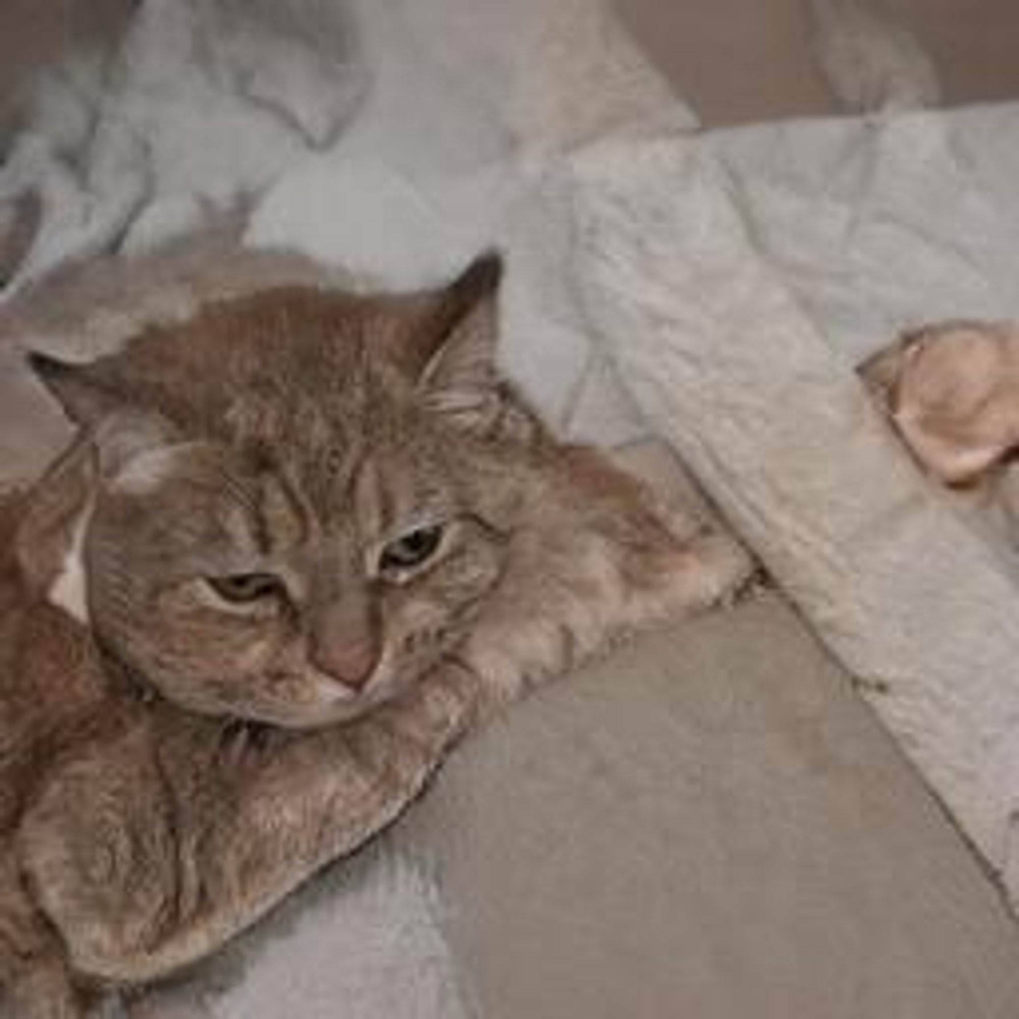 A digital illustration of a tabby cat laying on a white fluffy blanket, looking at the camera with a thoughtful expression. The cat has its paws tucked under its chin and appears to be considering something.