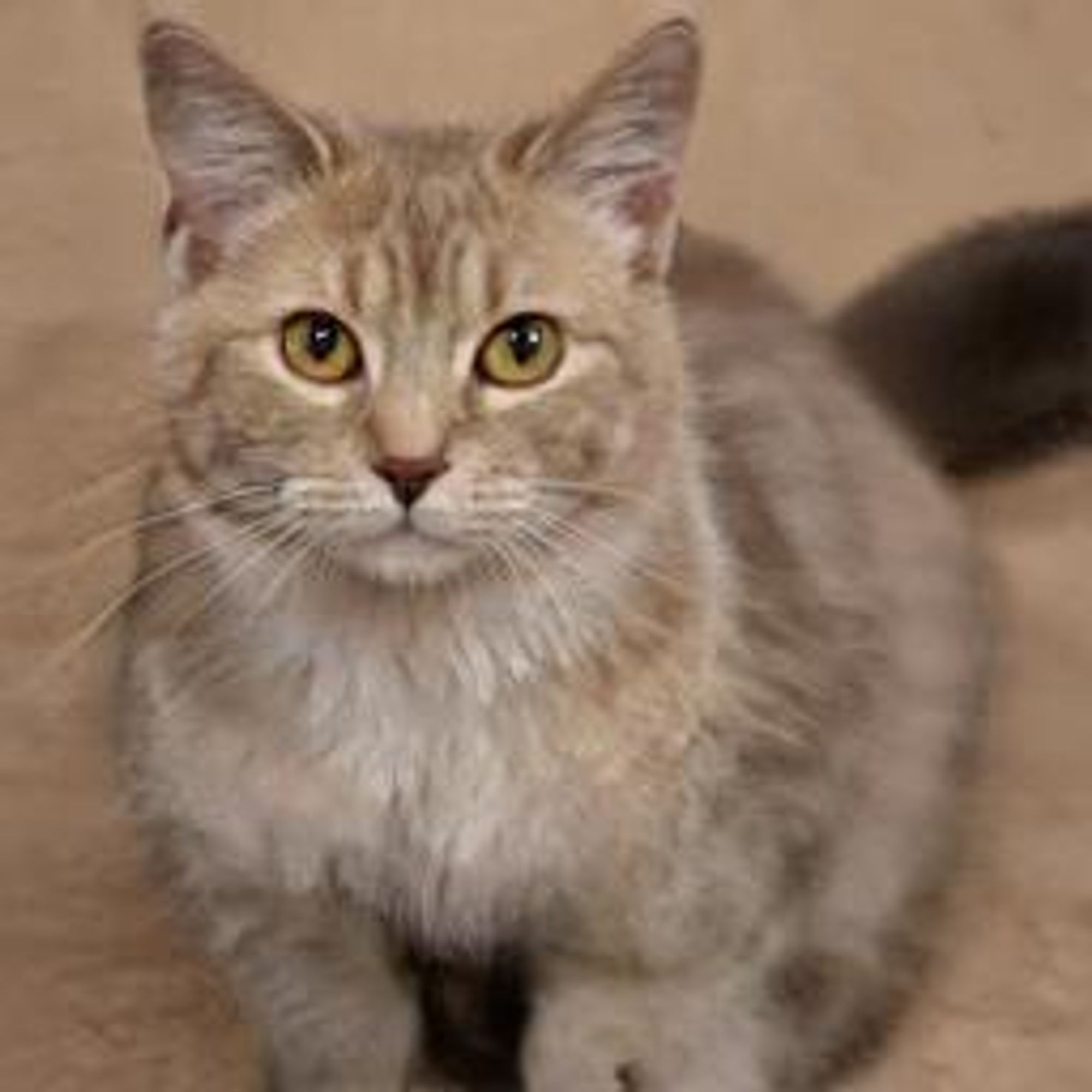 A digital painting of a cute, fluffy, light brown tabby cat. The cat has large, bright yellow eyes and is looking directly at the viewer. It is sitting on a light brown surface.