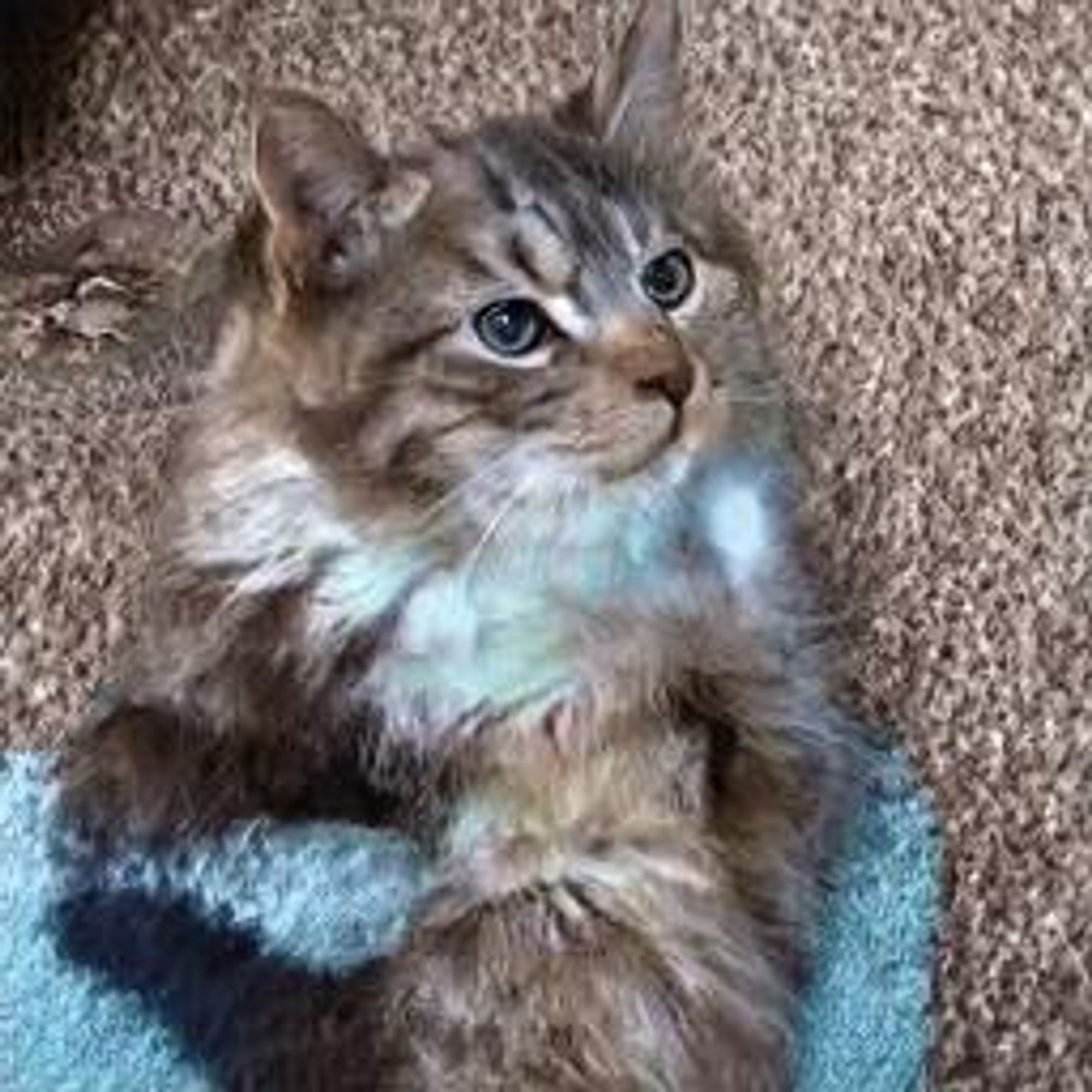 ** A digital drawing of a gray tabby cat with blue eyes, lying on a blue towel. The cat is looking to the right, with a relaxed expression.  The cat's fur is very fluffy and appears to be glowing light blue in the middle of its body.  The cat is resting on a brown carpet.