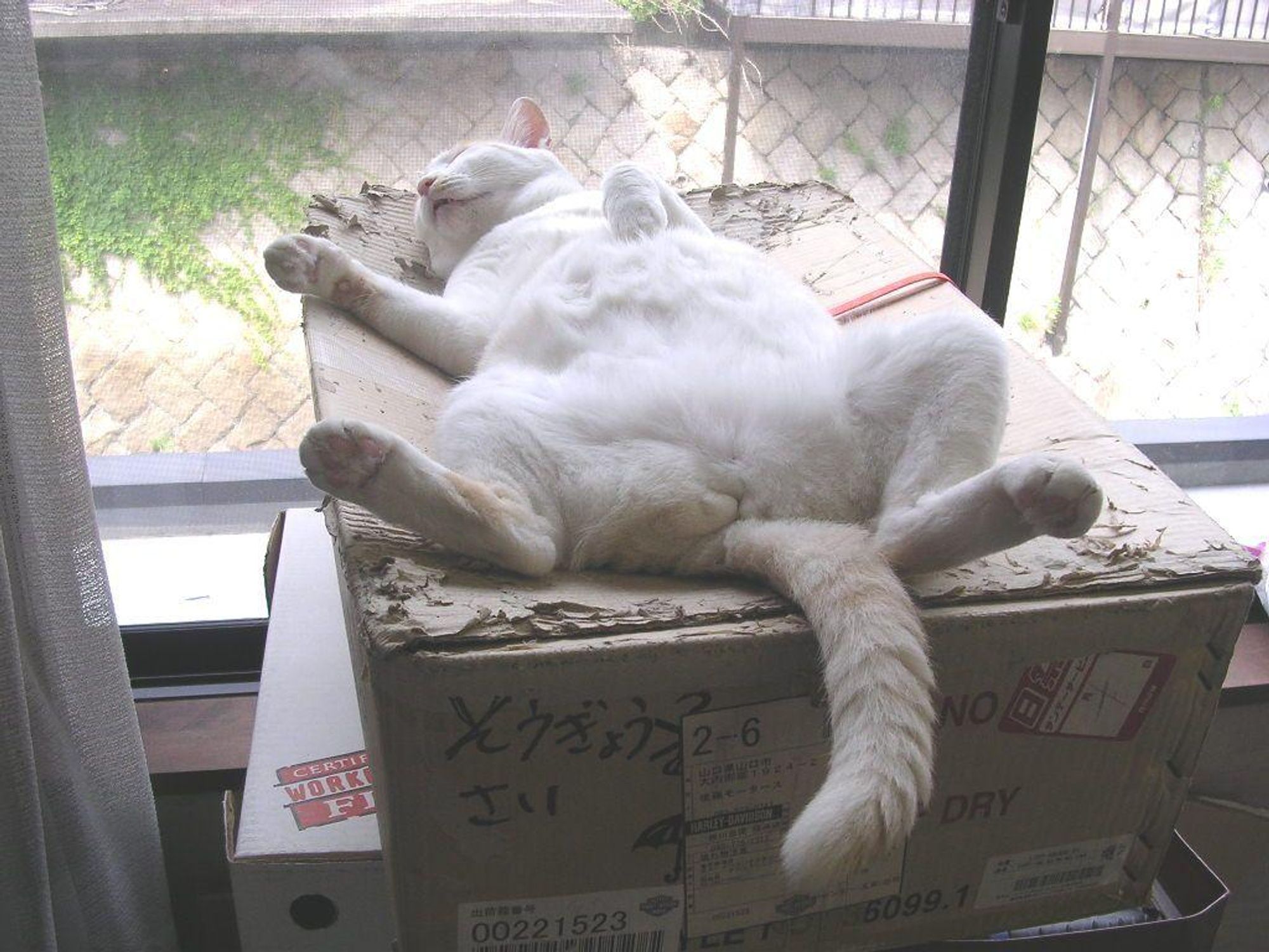 A white cat with a tan tail is laying on its back on top of a cardboard box. The cat's legs are stretched out and its paws are slightly raised. The cat appears to be napping.  The box is sitting on a windowsill next to a white curtain. The box has some writing on it in Japanese.  The cat is taking up most of the box.