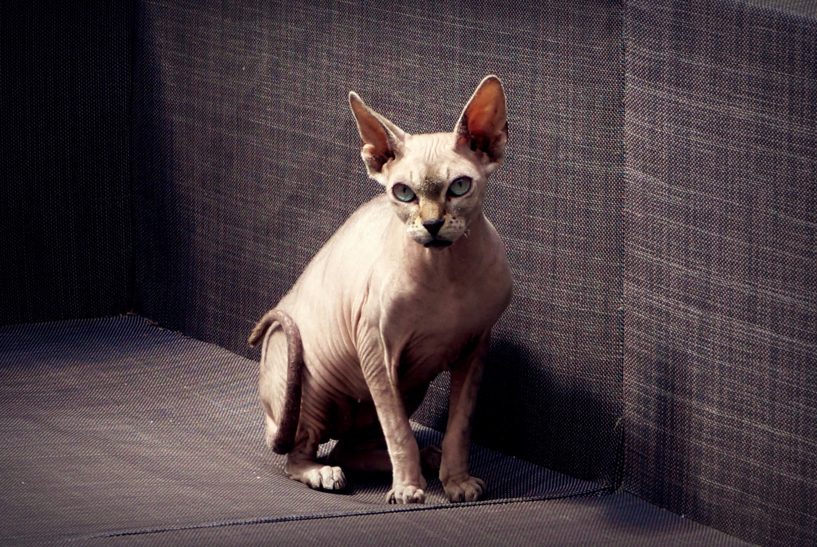 A hairless cat with large, green eyes is sitting on a brown couch. It is looking directly at the camera with a slightly serious expression.  The cat appears to be judging the viewer.