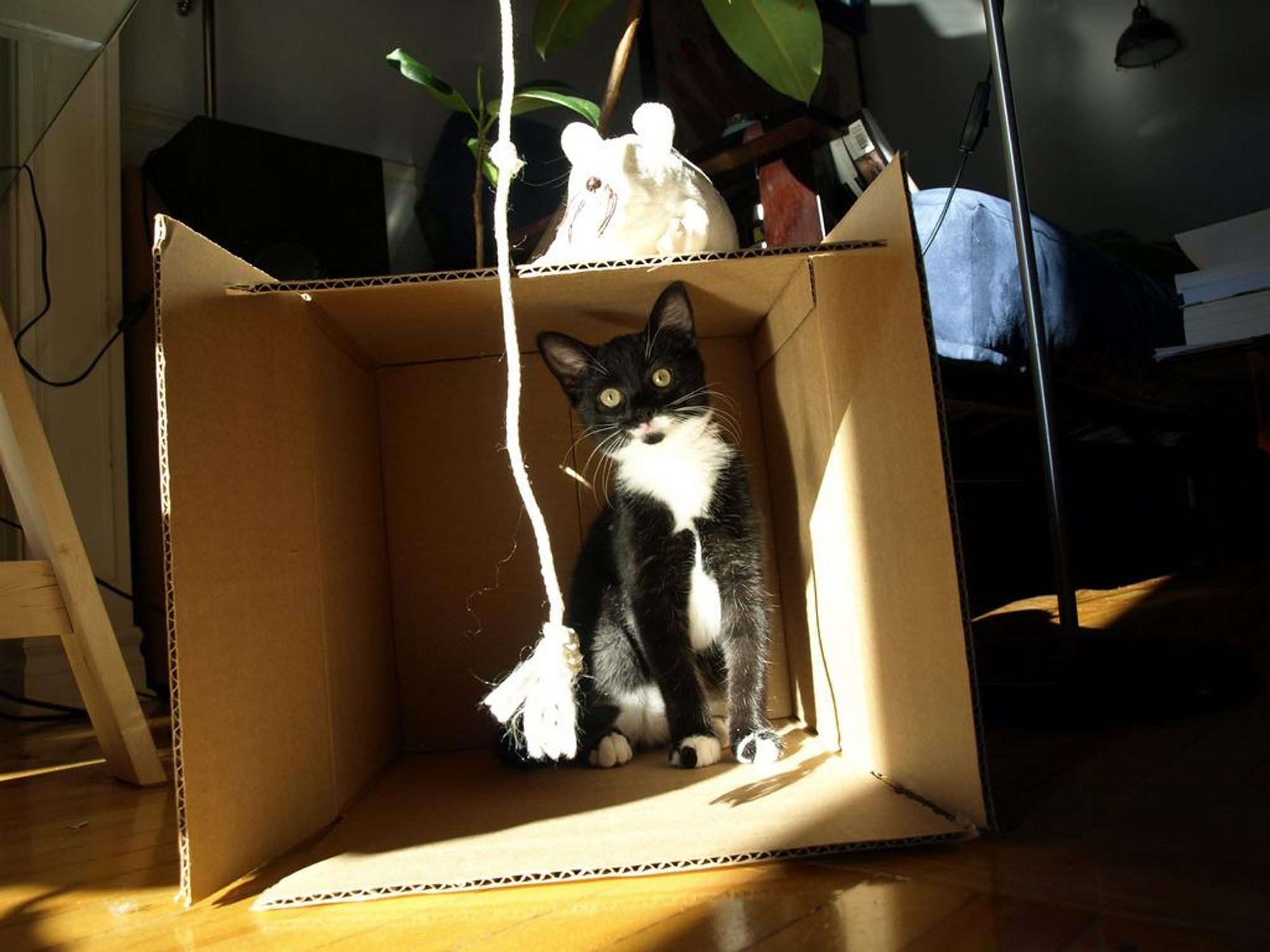 A black and white cat sits inside a cardboard box, looking out at the camera. The cat is staring at the camera and appears to be amused. There is a string hanging from the top of the box, and a white plush toy mouse is sitting on the box's lip. The box is on a wooden floor, and the sun shines through a window behind the cat, casting shadows on the floor and inside the box.