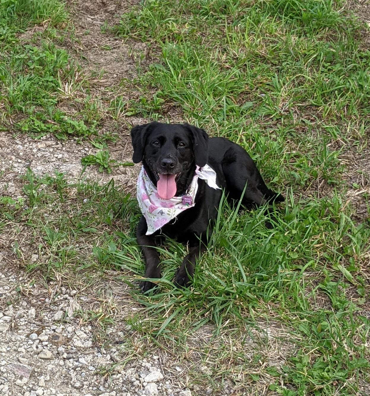 A black labrador retriever dog wearing a pink floral bandana is sitting in the grass with its tongue sticking out. It is looking directly at the camera.