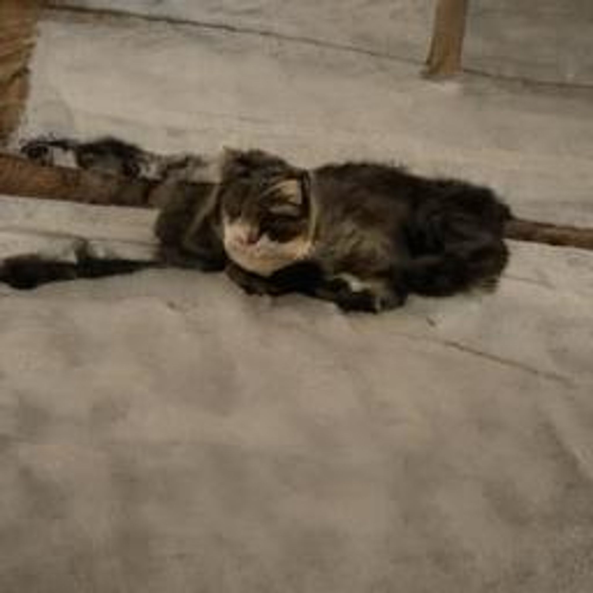 A tabby cat with white markings lays on a concrete floor, seemingly asleep with its eyes closed. Its paws are outstretched.