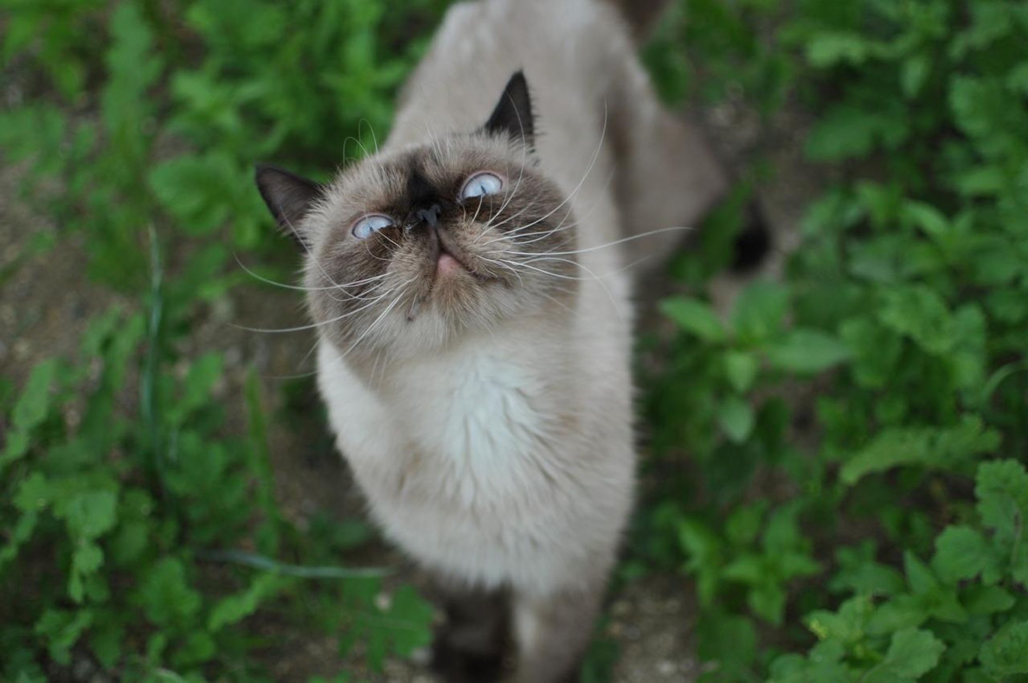 A light brown cat with white on its chest stands in a garden looking up with wide, blue eyes. Its whiskers are pointed upward and its mouth is open in a silent meow. The cat is surrounded by green plants. 

#cat #catsofbluesky #feline #cute #funny #animal #pets #adorable #lol #catsofinstagram #petstagram #catlover #kitty #instacat #catlife #cats #meow