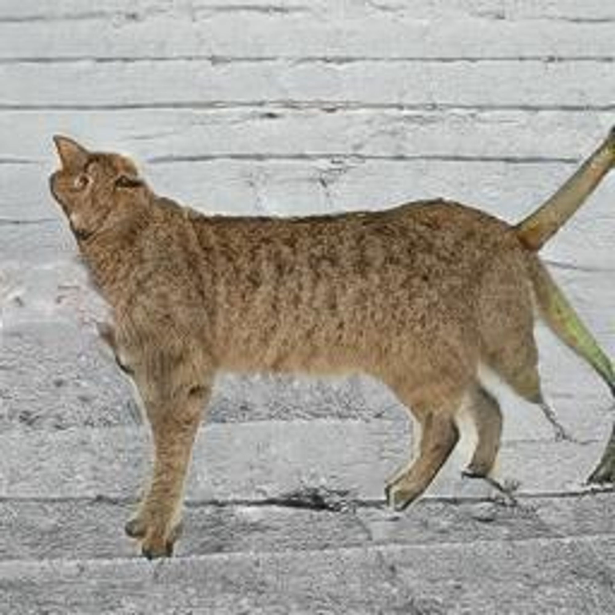 A brown tabby cat stands in profile against a woodgrain background. The cat's tail is bent at an unnatural angle.