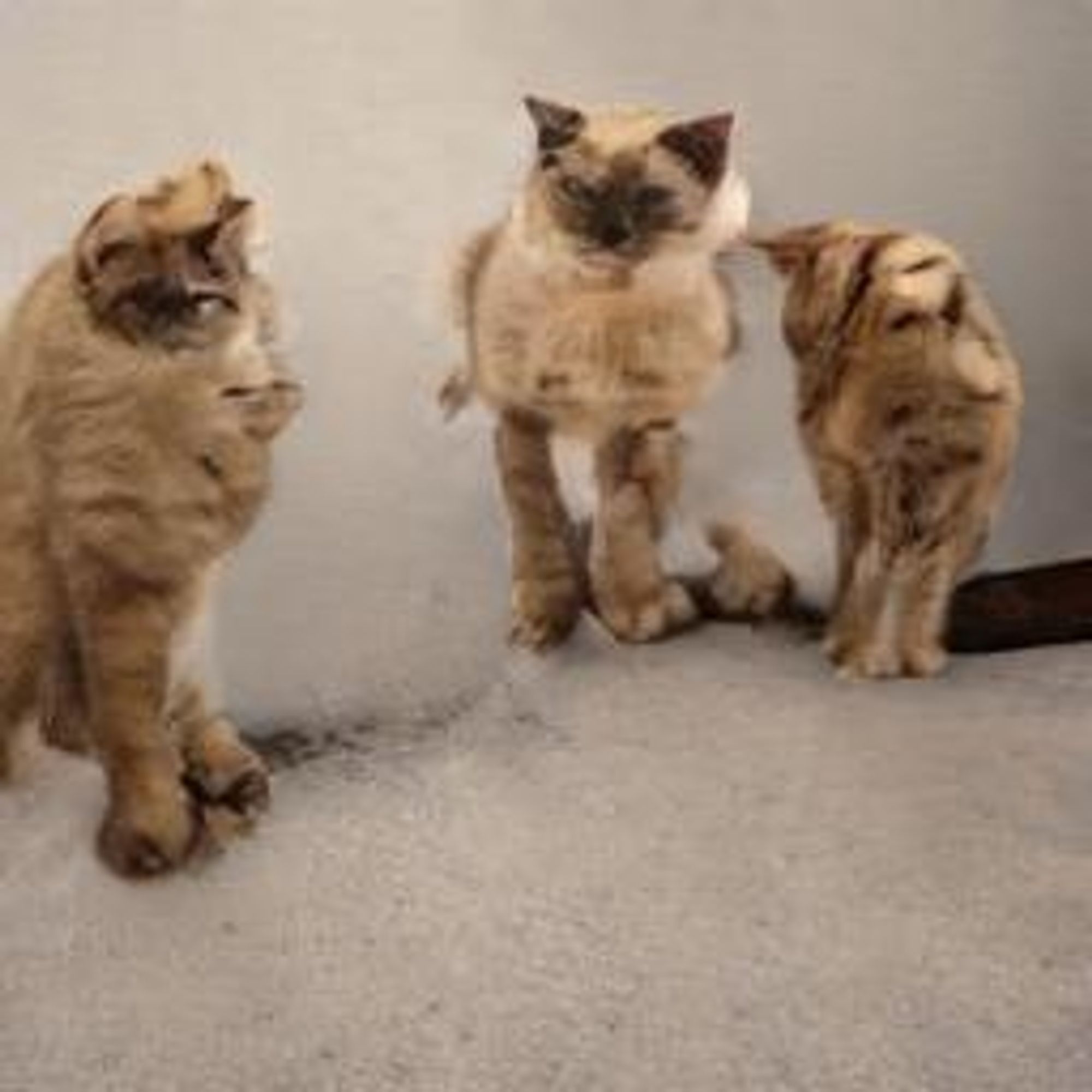 Three cats, two brown tabby and one gray and white, stand in a semi-circle looking at one another. The cat in the middle seems to be staring off into the distance, while the other two are facing each other. The image is rendered in a painterly style and is slightly blurry, giving the cats an almost dreamlike quality.