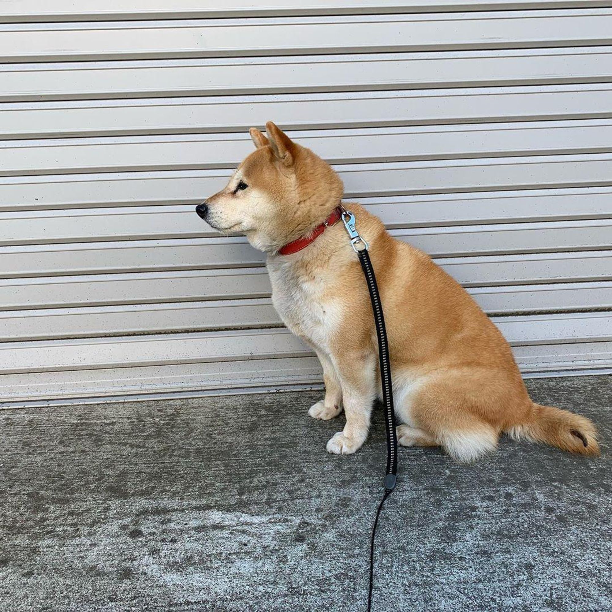 A Shiba Inu dog is sitting on a sidewalk with its head tilted slightly to the side, looking out at the viewer. It's wearing a red collar and a black leash. The dog is in front of a closed garage door with horizontal metal slats.