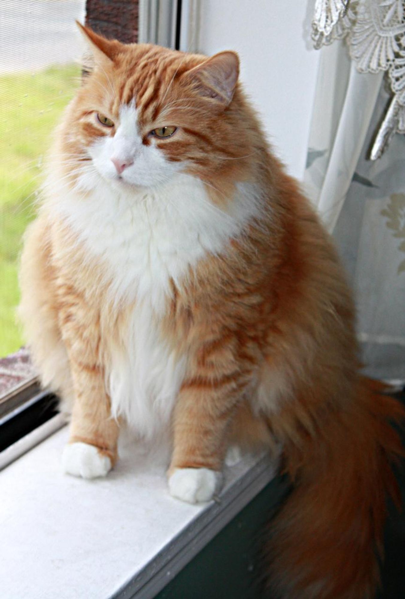 A fluffy orange tabby cat with white chest and paws sits on a windowsill, looking out the window with an unimpressed expression.