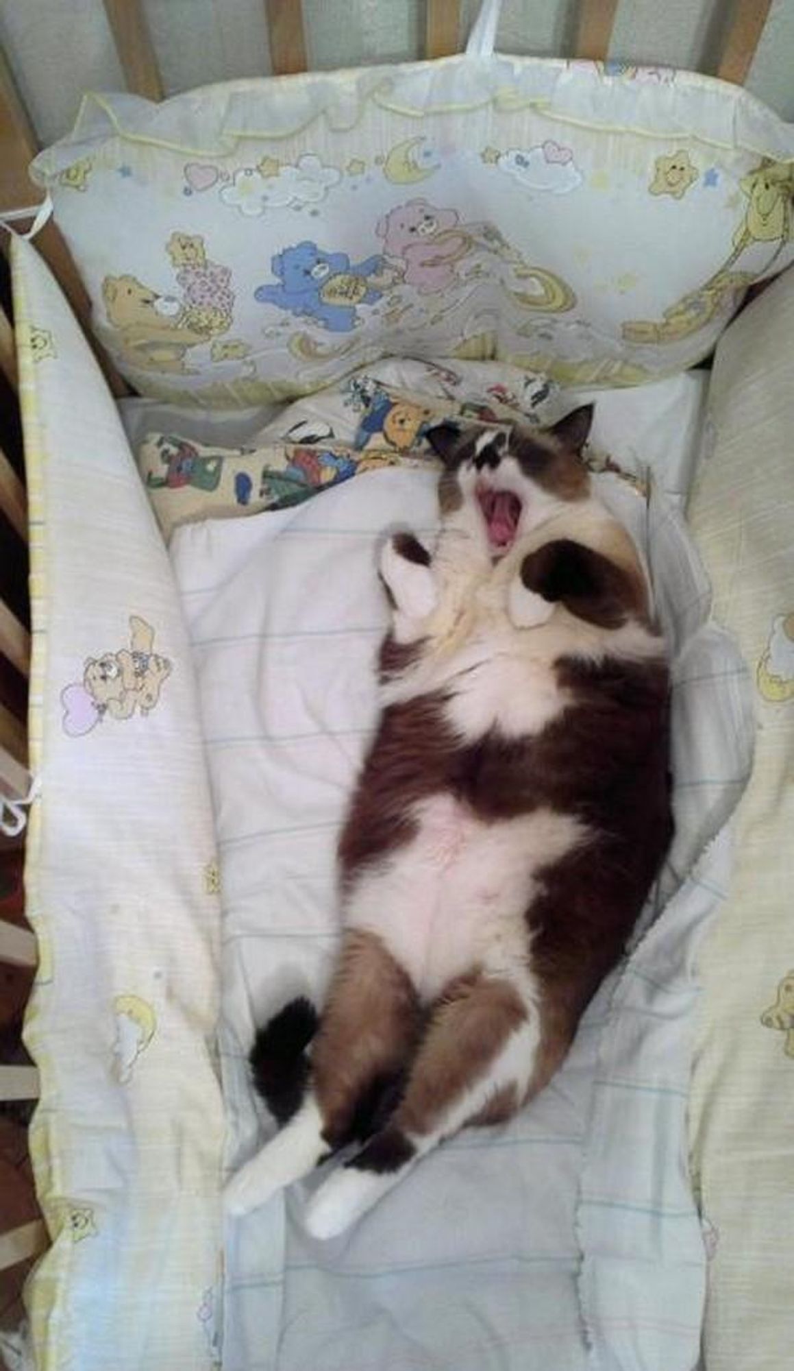 A brown and white cat is lying on its back in a crib, with its mouth open as if yawning. The crib is covered in a light blue and white sheet with a yellow and white blanket on top. The blanket has cartoon bears on it.