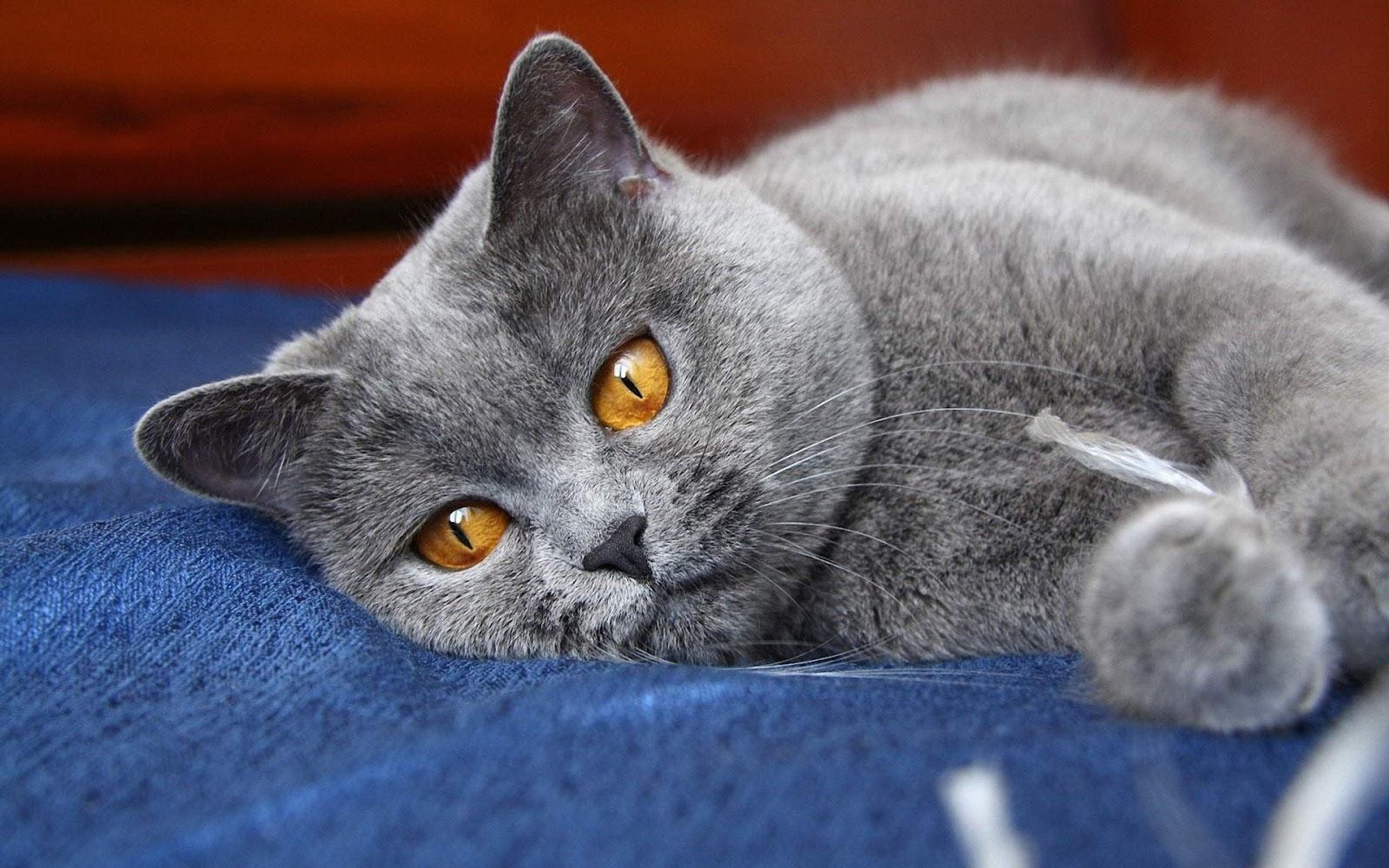 A close-up of a gray cat with bright yellow eyes lying on a blue blanket. The cat is looking directly at the camera.