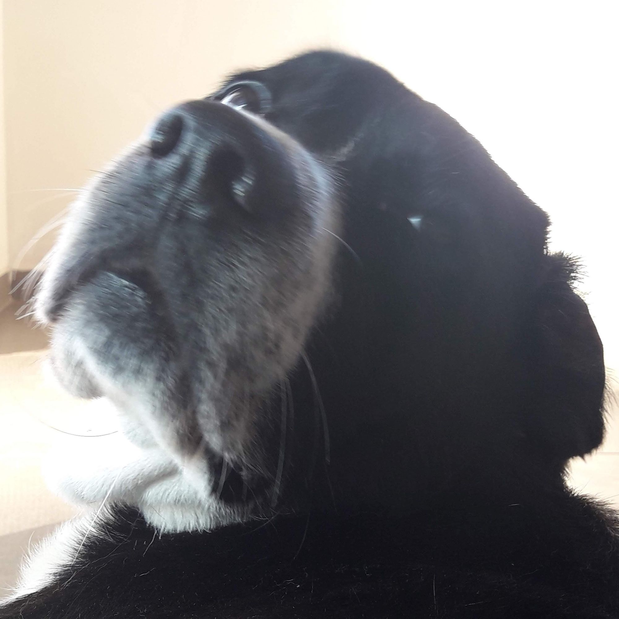 Close-up photo of a black and white dog looking upward with a slight open mouth. The dog's nose is prominent. 

#dog #dogs #dogsofinstagram #doglover #doglife #puppy #puppies #puppylove #cute #adorable #pet #pets #petstagram #animals #animal #love #happy