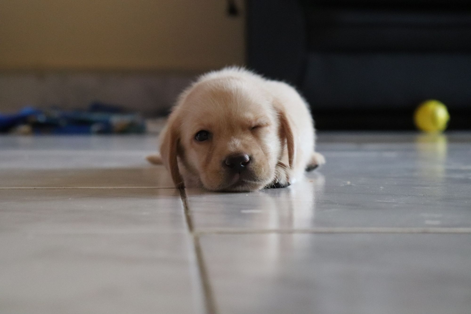 A photo of a small, light-colored puppy with one eye closed, lying on a tiled floor. The puppy's fur is soft and fluffy, and it has a sweet expression on its face. The background is blurry, but it appears to be a room with furniture.

#puppylove #dogsofinstagram #cuteanimals #sleepytime #doglife #petstagram