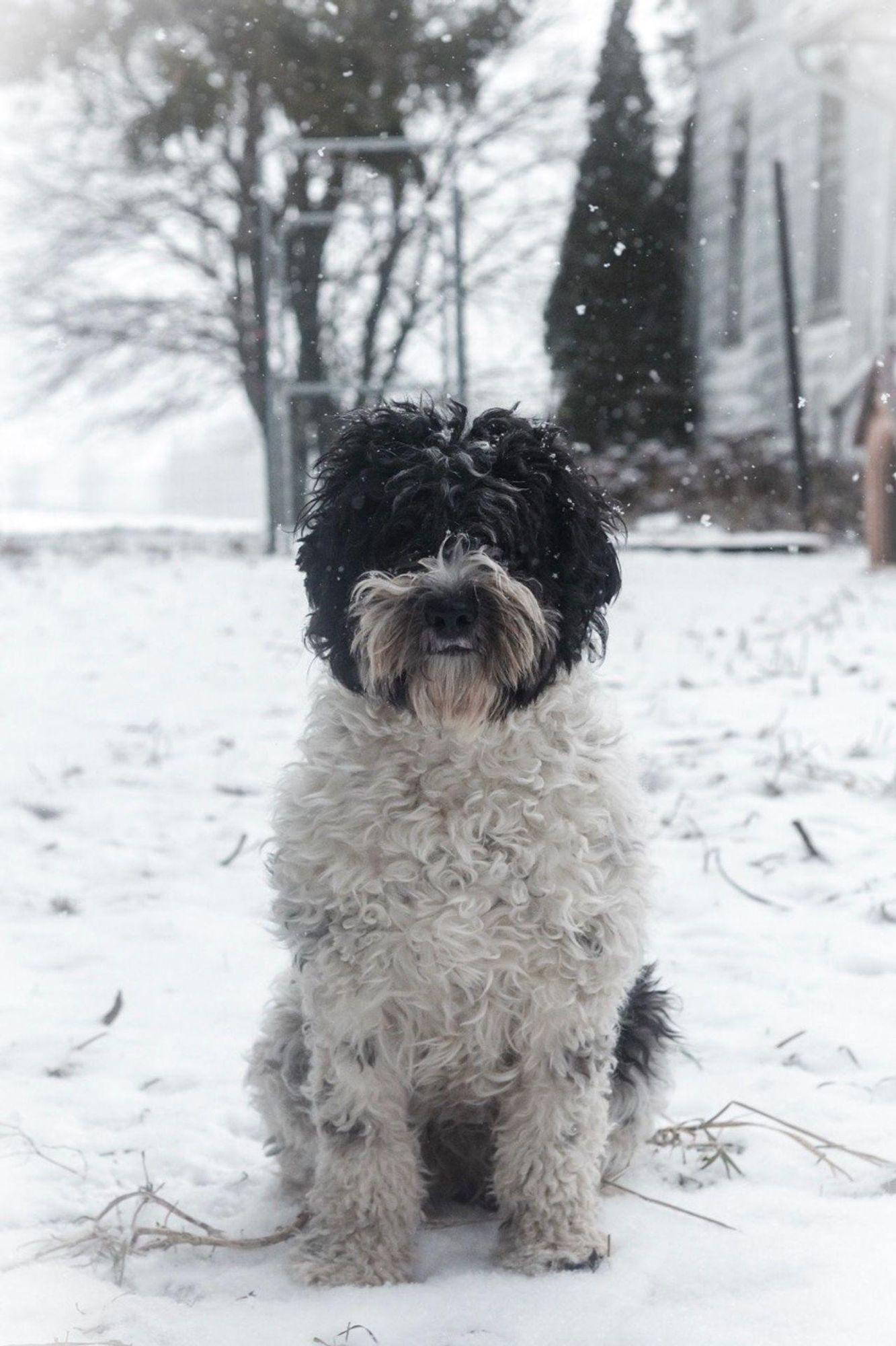 A small black and white fluffy dog sits in the snow, looking directly at the camera.  It is snowing lightly around the dog.  There is a blurry house in the background.