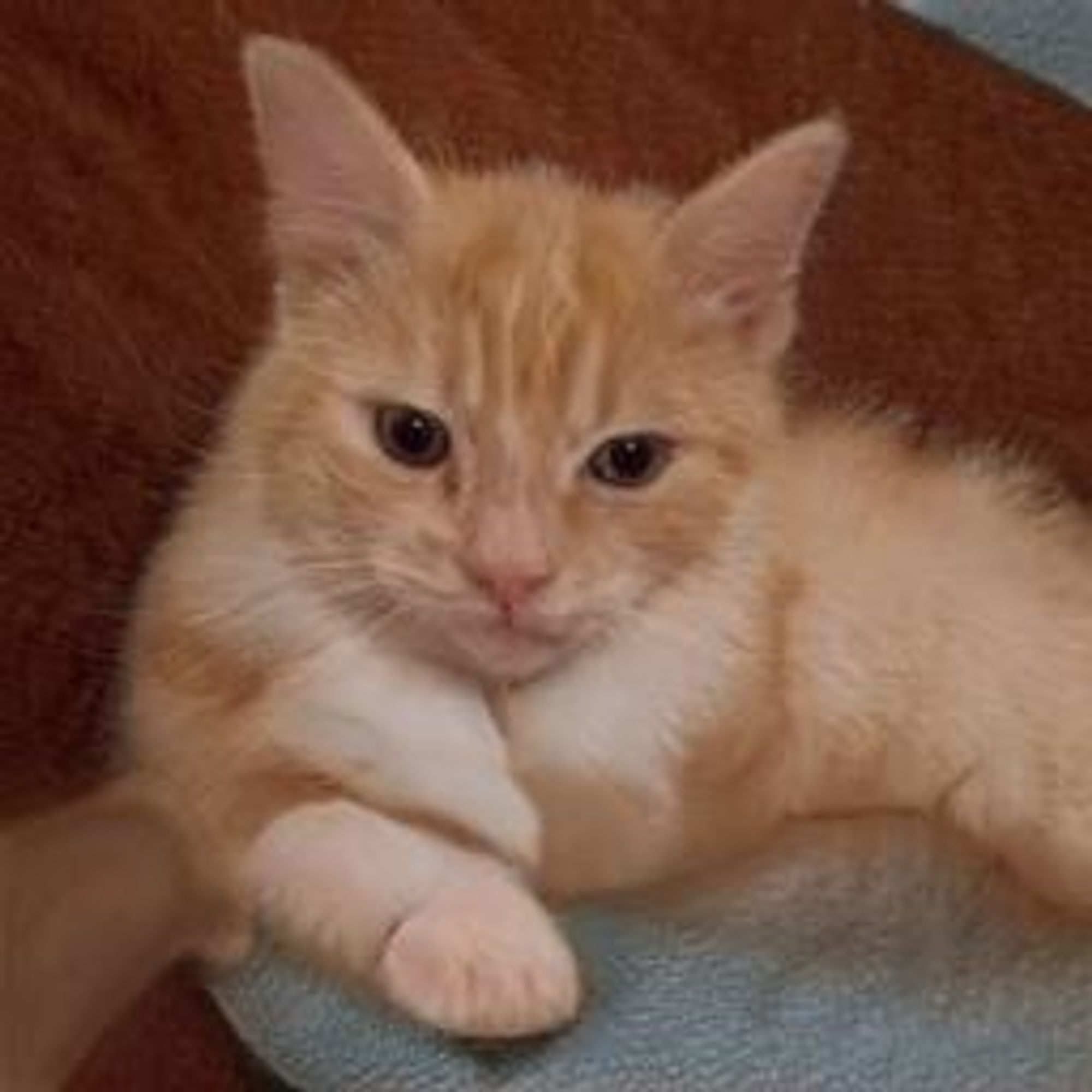 A close-up of an orange and white kitten with a serious expression looking directly at the camera, lying on a blue blanket.