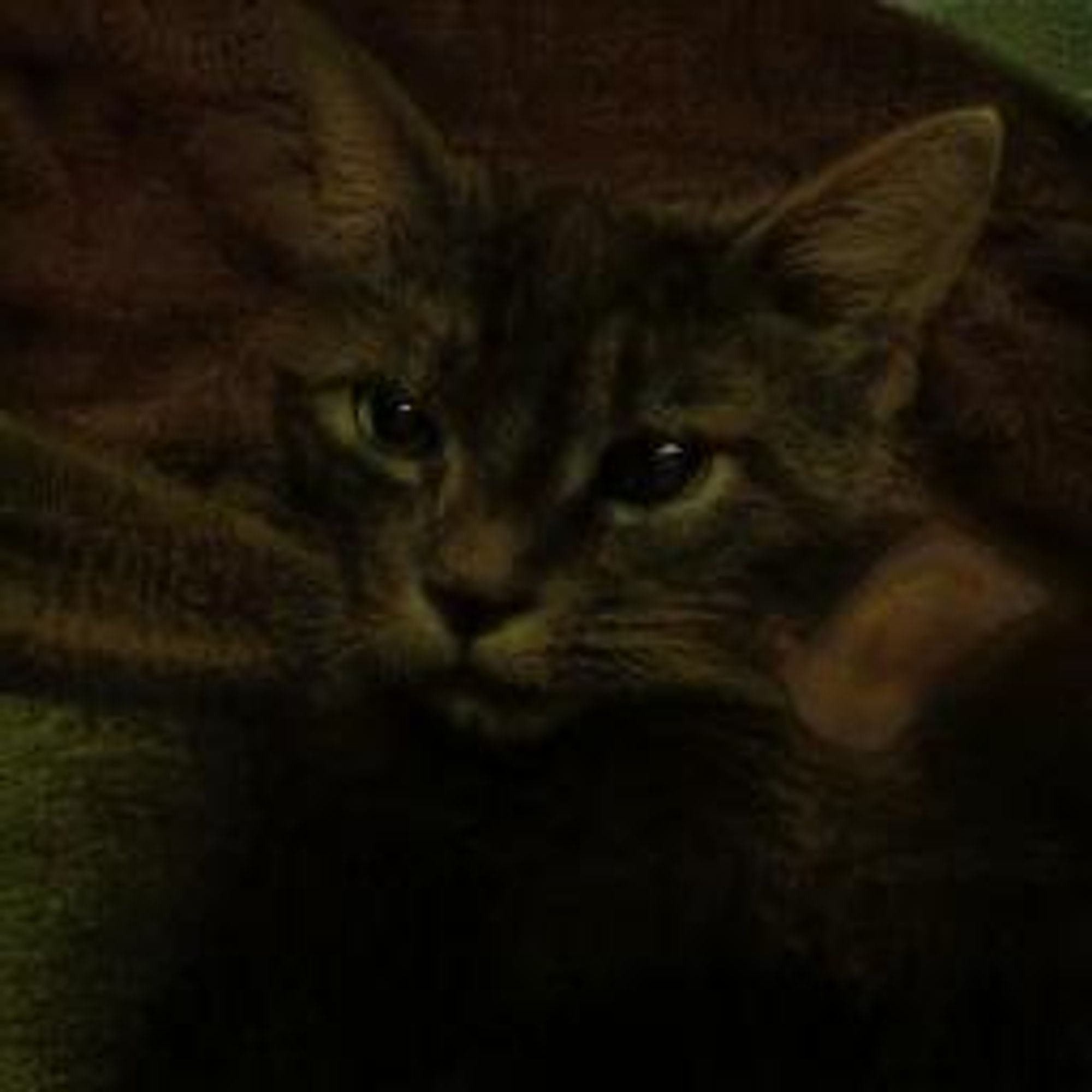 A digital image of a tabby cat with large eyes, looking directly at the camera with a serious expression. The cat's fur is brown and black and it appears to be lying on a blanket. The image is slightly grainy and dark.