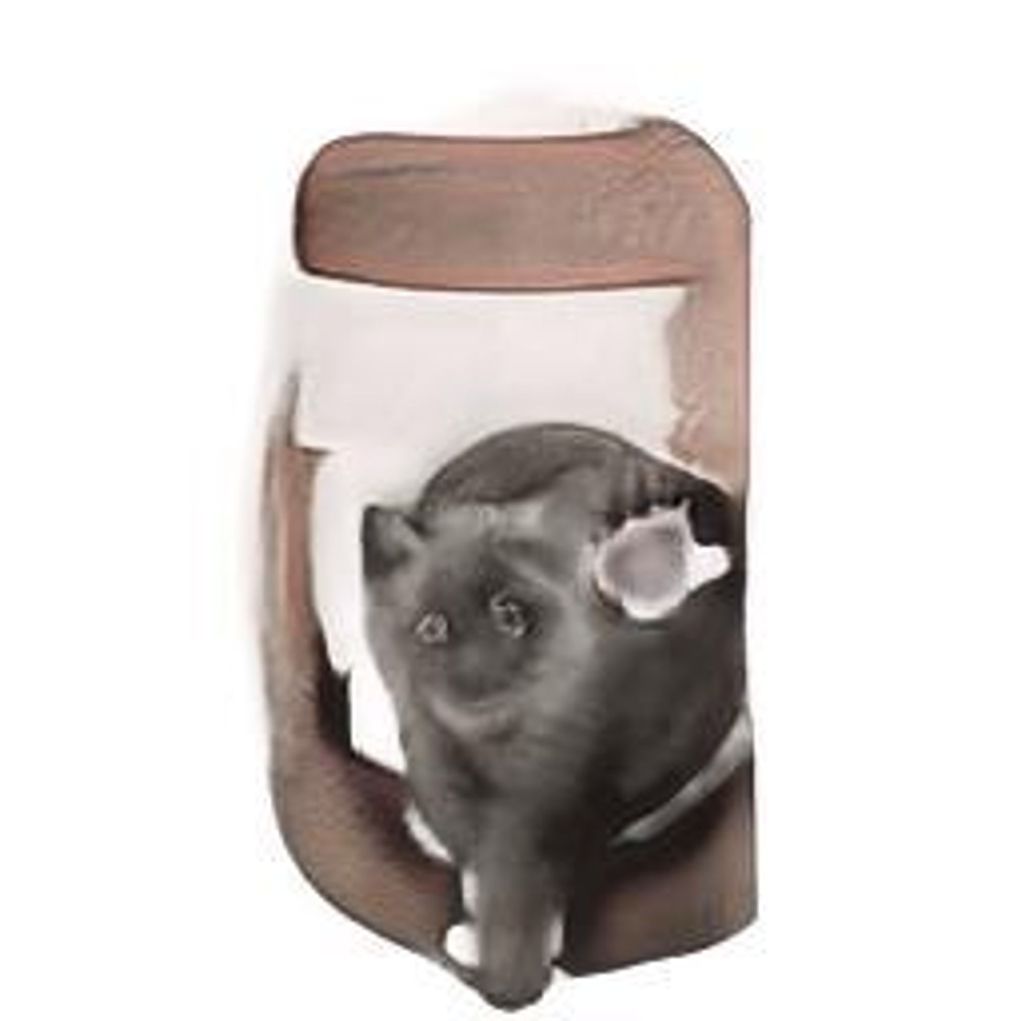 A digital painting of a gray and white cat sitting on a wooden surface. The cat has big eyes and a curious expression.