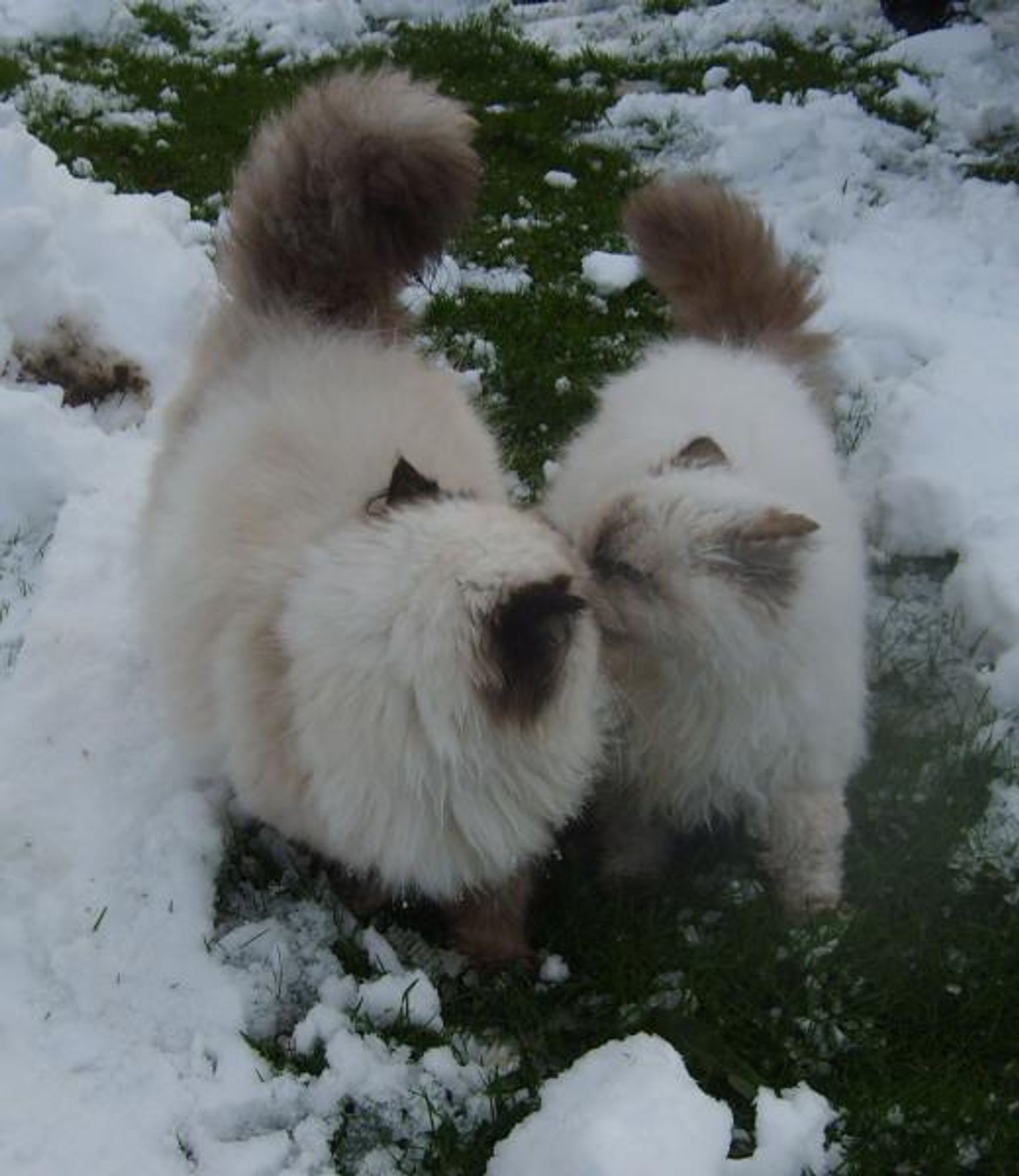 Two fluffy white cats in the snow. The cat on the left is looking at the cat on the right, who is looking away. There is snow and green grass surrounding the cats.