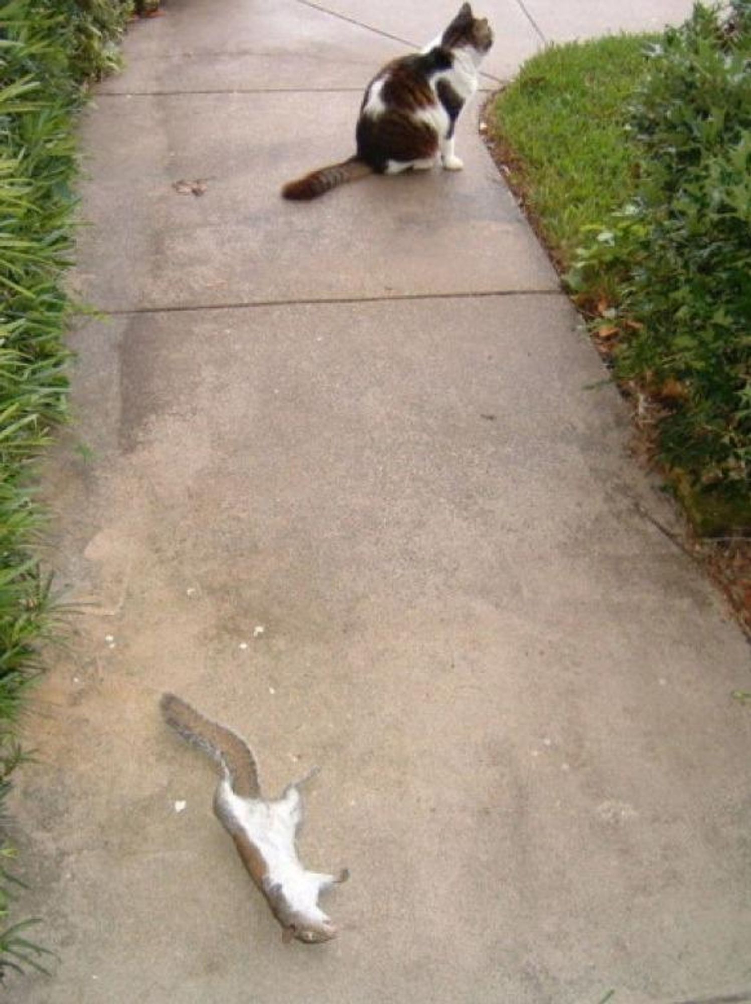 A black and white cat sits on a concrete pathway and looks to the right of the frame. Behind the cat, there is a gray squirrel lying on its back,  and its feet are in the air. The background of the image is a green lawn and some more concrete pathway.