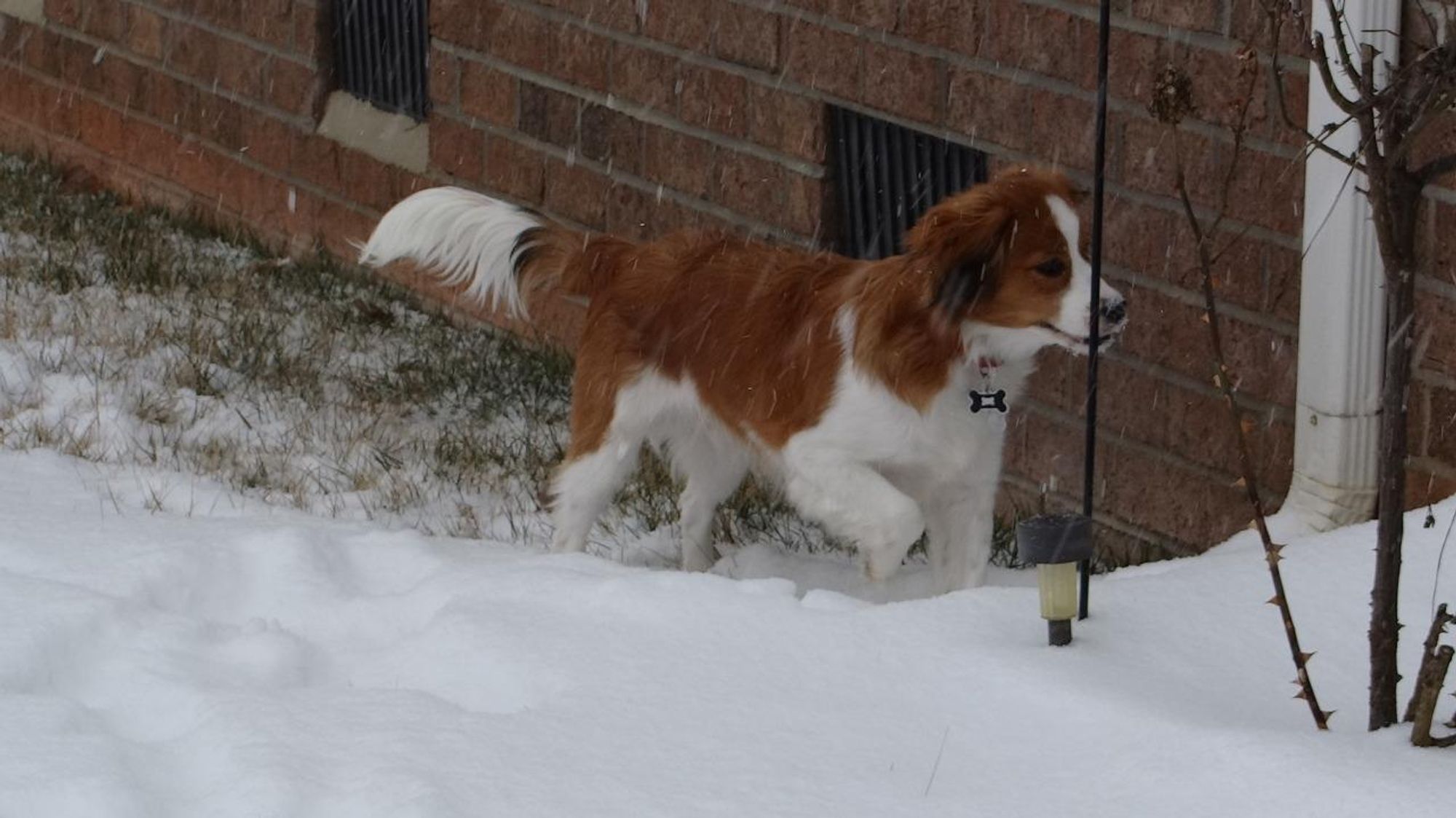 A brown and white dog with a long, fluffy tail runs through a snowy yard with its tongue sticking out. The dog is looking to the left.  In the background are brick walls, a light post, and a thorny bush.