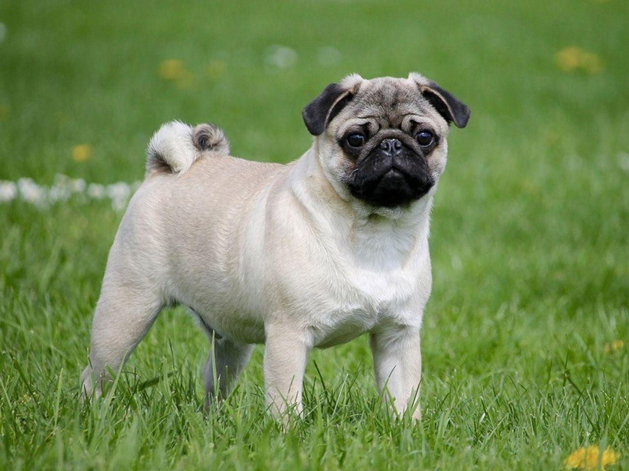 A light-colored pug stands in a field of green grass looking directly at the camera. The dog has a wrinkled face and a curly tail.