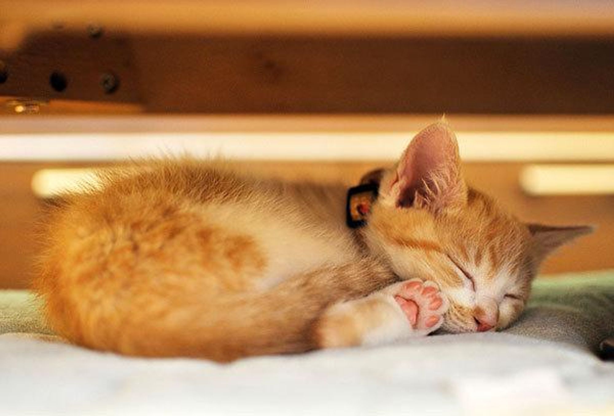 A cute, orange tabby cat is sleeping on a white blanket, its head tucked under its body. Its paws are visible and it has a white spot on its face.