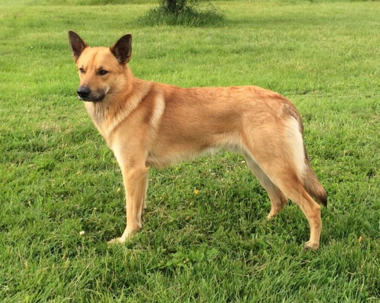 A tan and white dog is standing on a green grassy field, looking to the left of the photo. The dog is a medium-sized breed, with a long snout and pointy ears. The dog has a white patch on its chest and is standing with its front paws slightly bent and its tail tucked behind its back. The dog looks alert and focused.