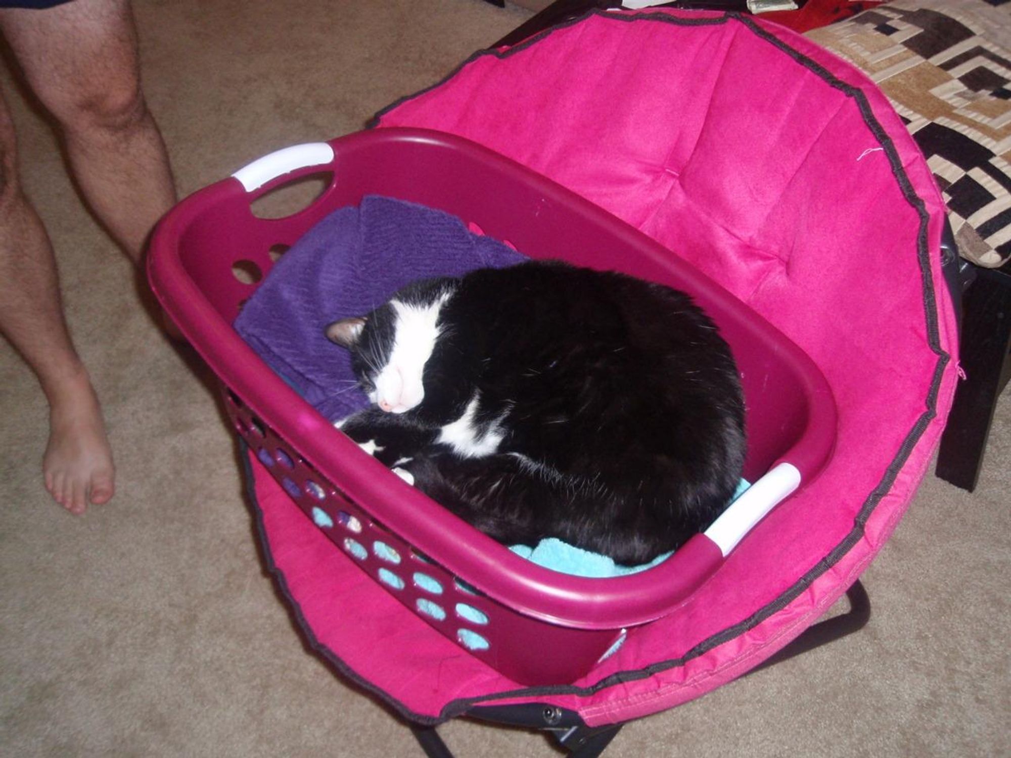 A black and white cat sleeps curled up in a pink laundry basket that is sitting in a pink folding chair. The chair is in a room with beige carpet.